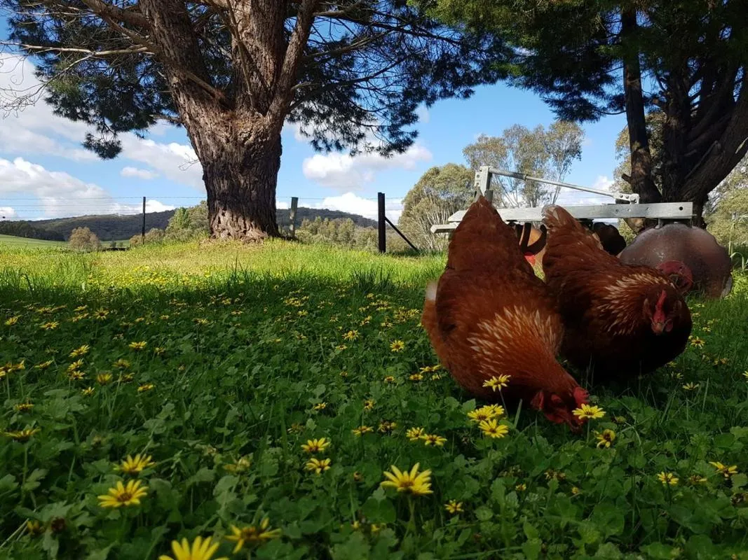 Colby Cottages, Wooragee near Beechworth
