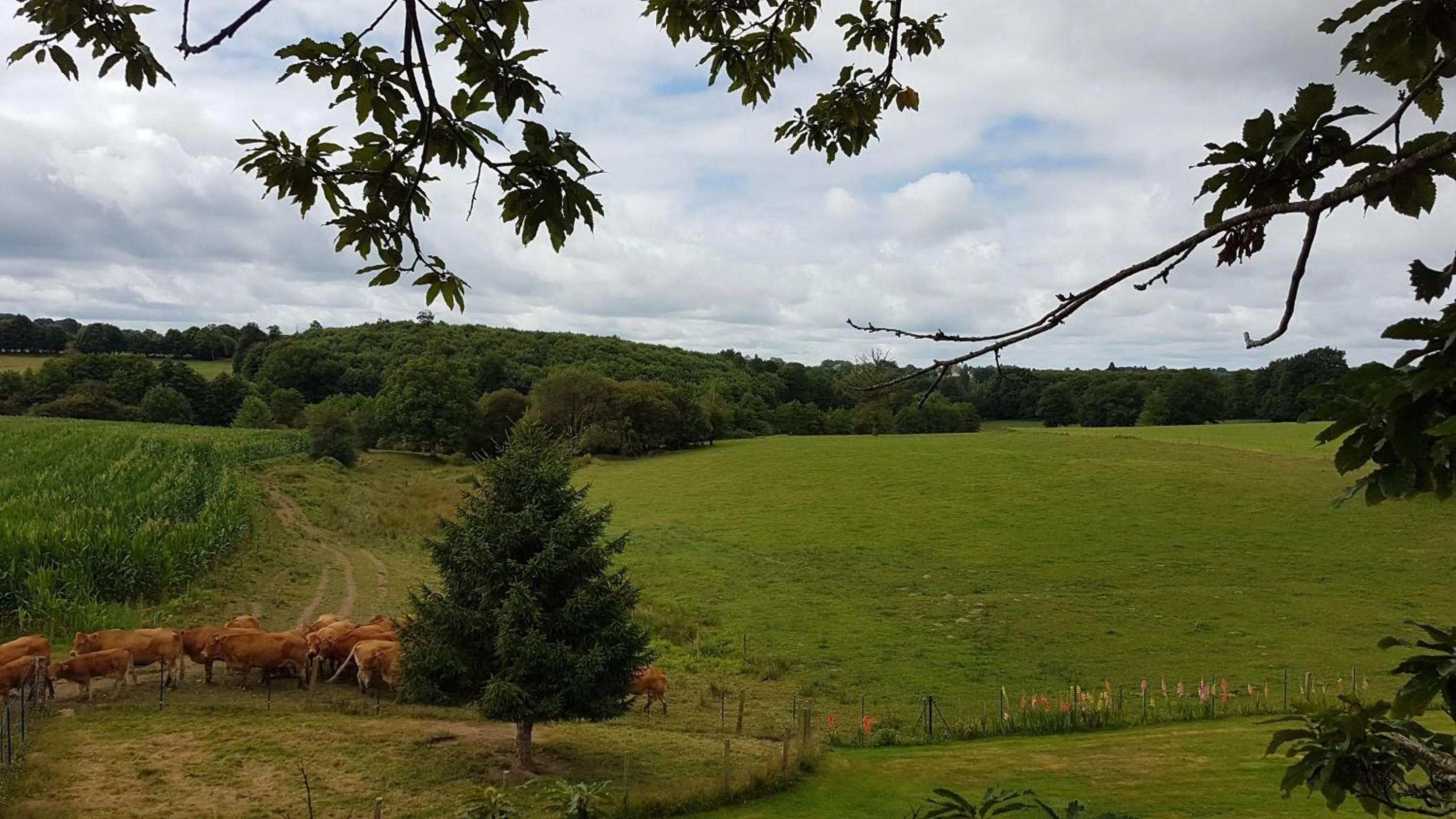 Property building in La THIBAUDIERE Tilleul