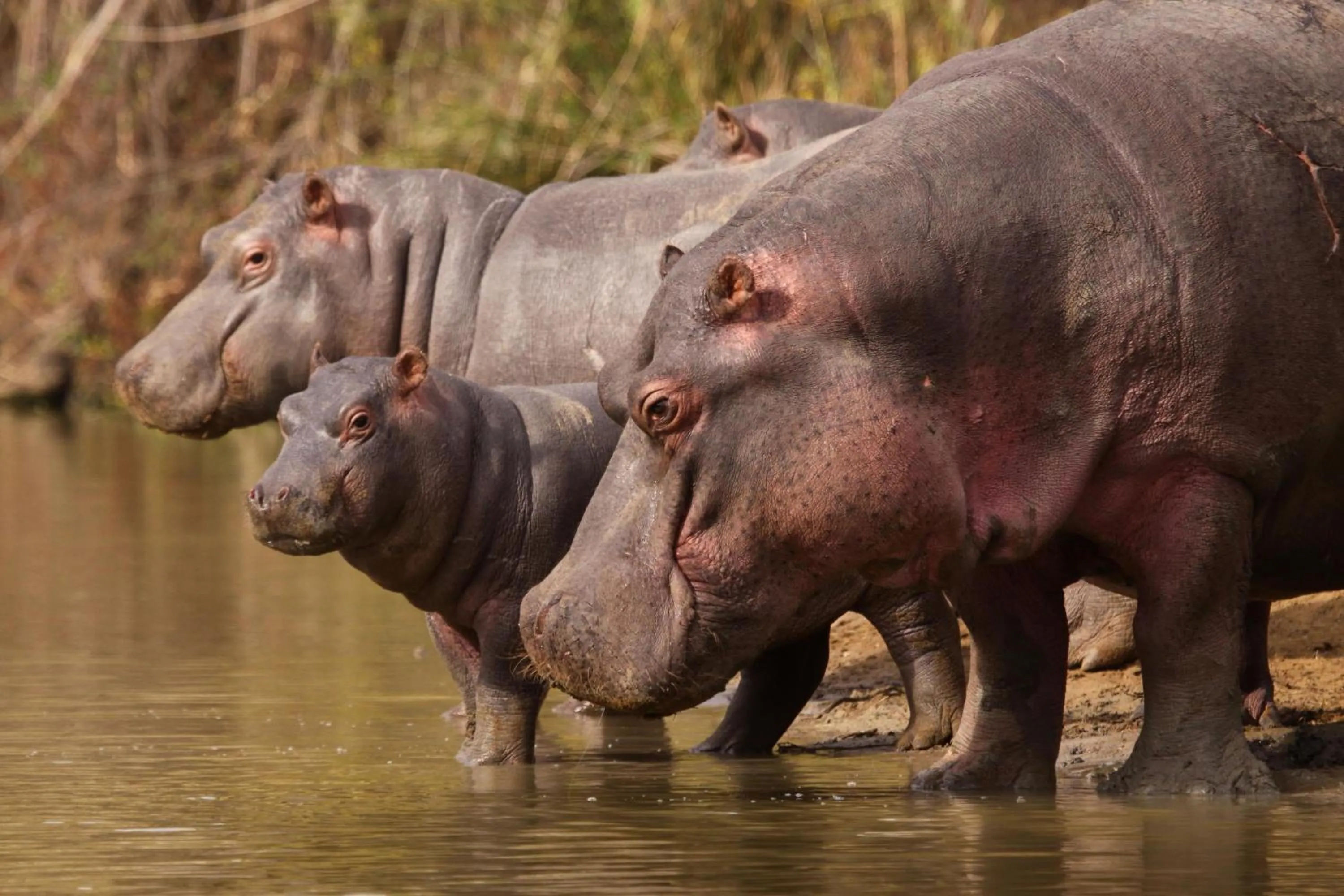 Activities in Shamwari Bayethe