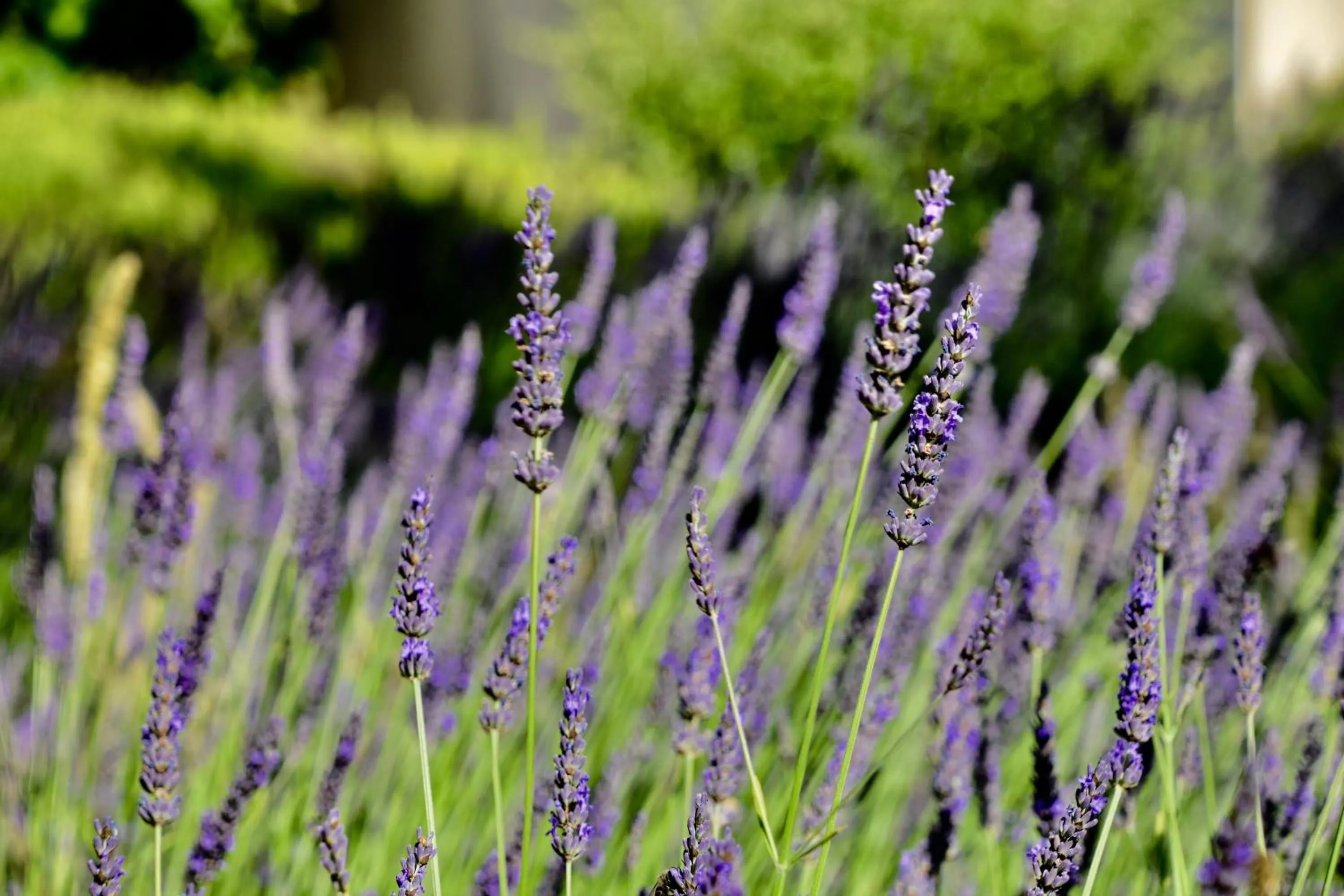 Natural landscape in Le Jardin des Amandiers
