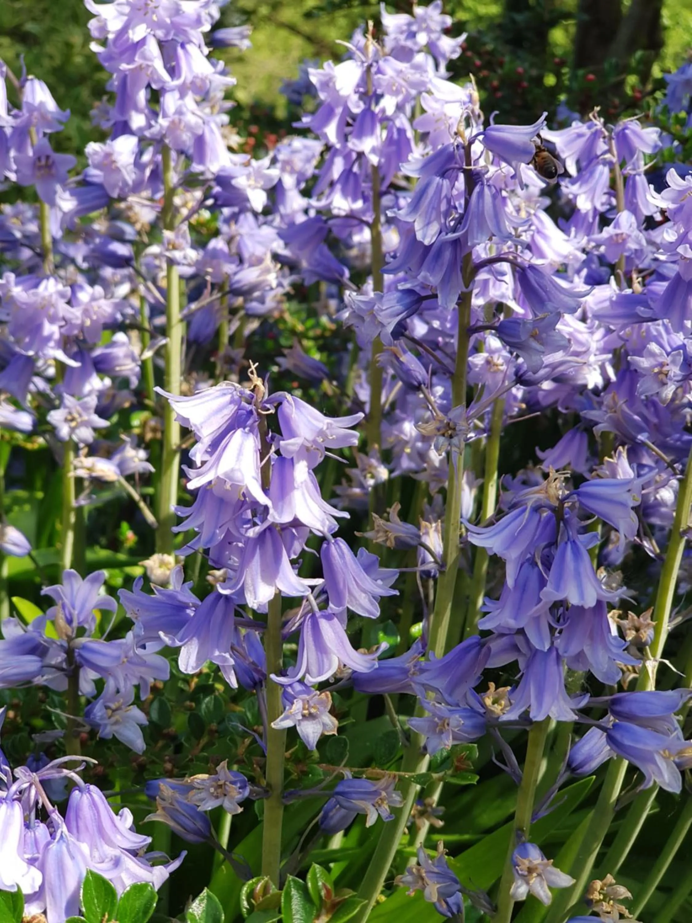 Garden in The Hand Hotel Llangollen by Compass Hospitality
