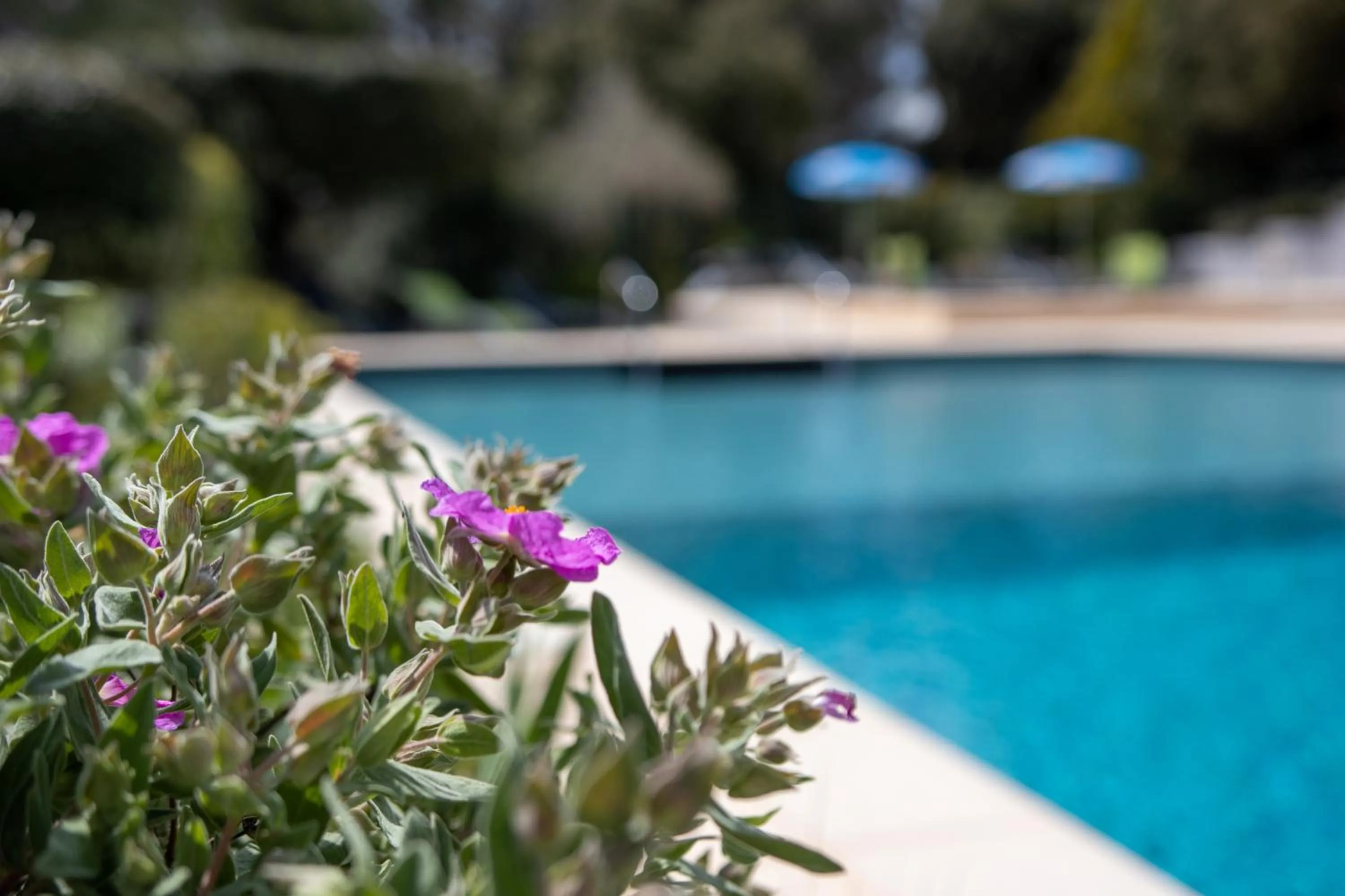 Swimming pool in Les Arbousiers Village Hôtel Provençal