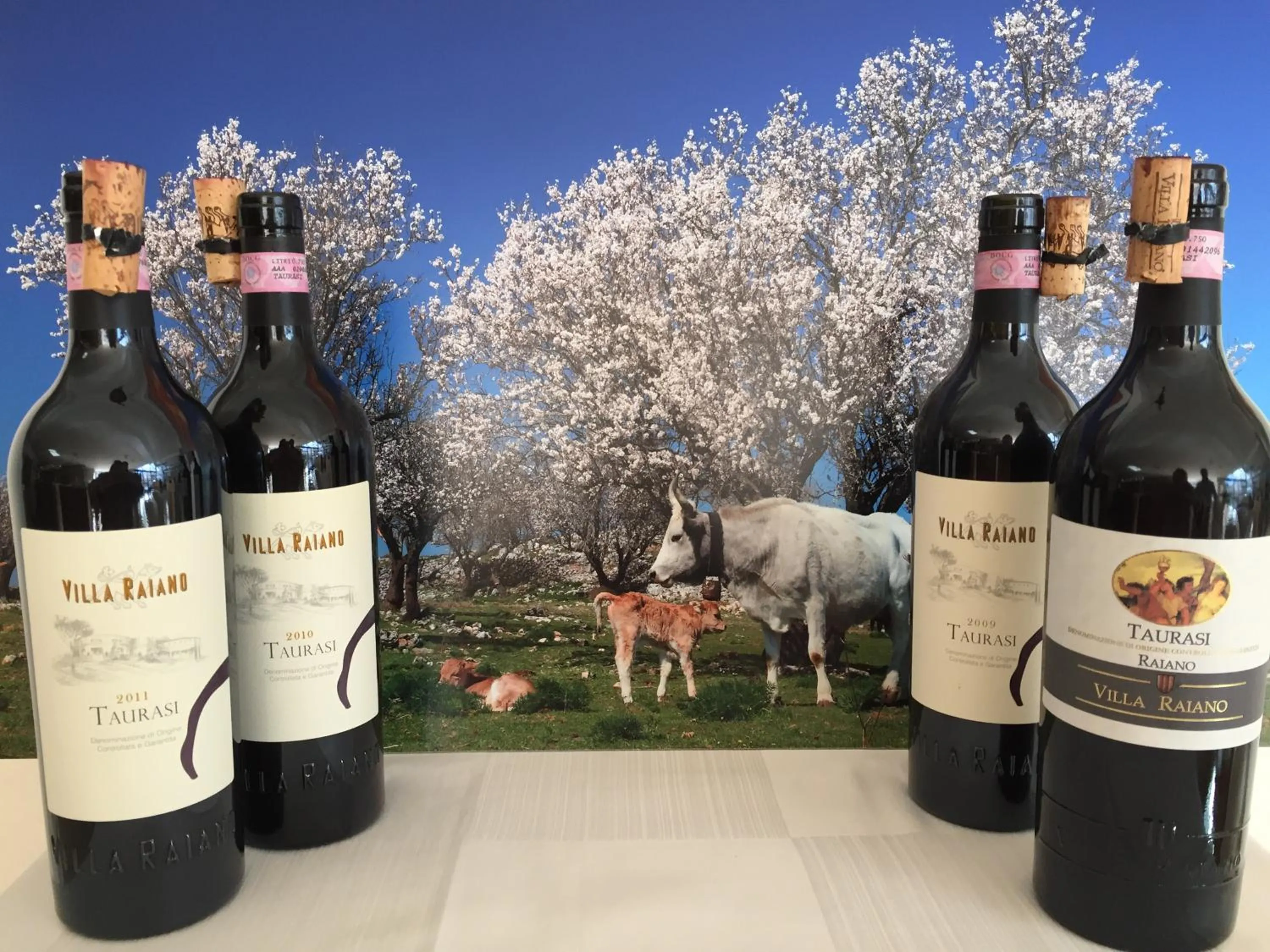 Evening entertainment in Hotel Corona