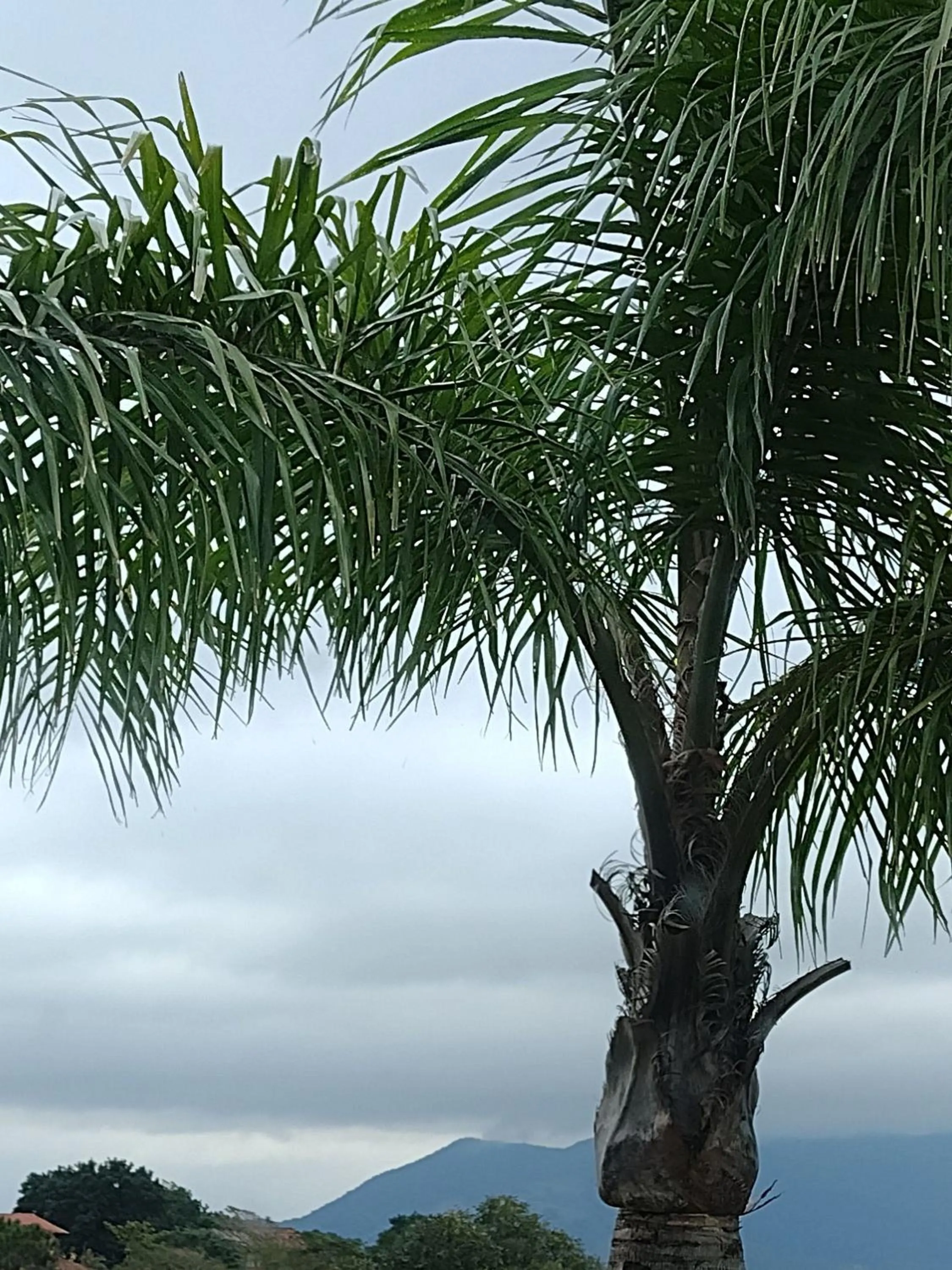 Pousada vale verde bungalows - Praia do Rosa