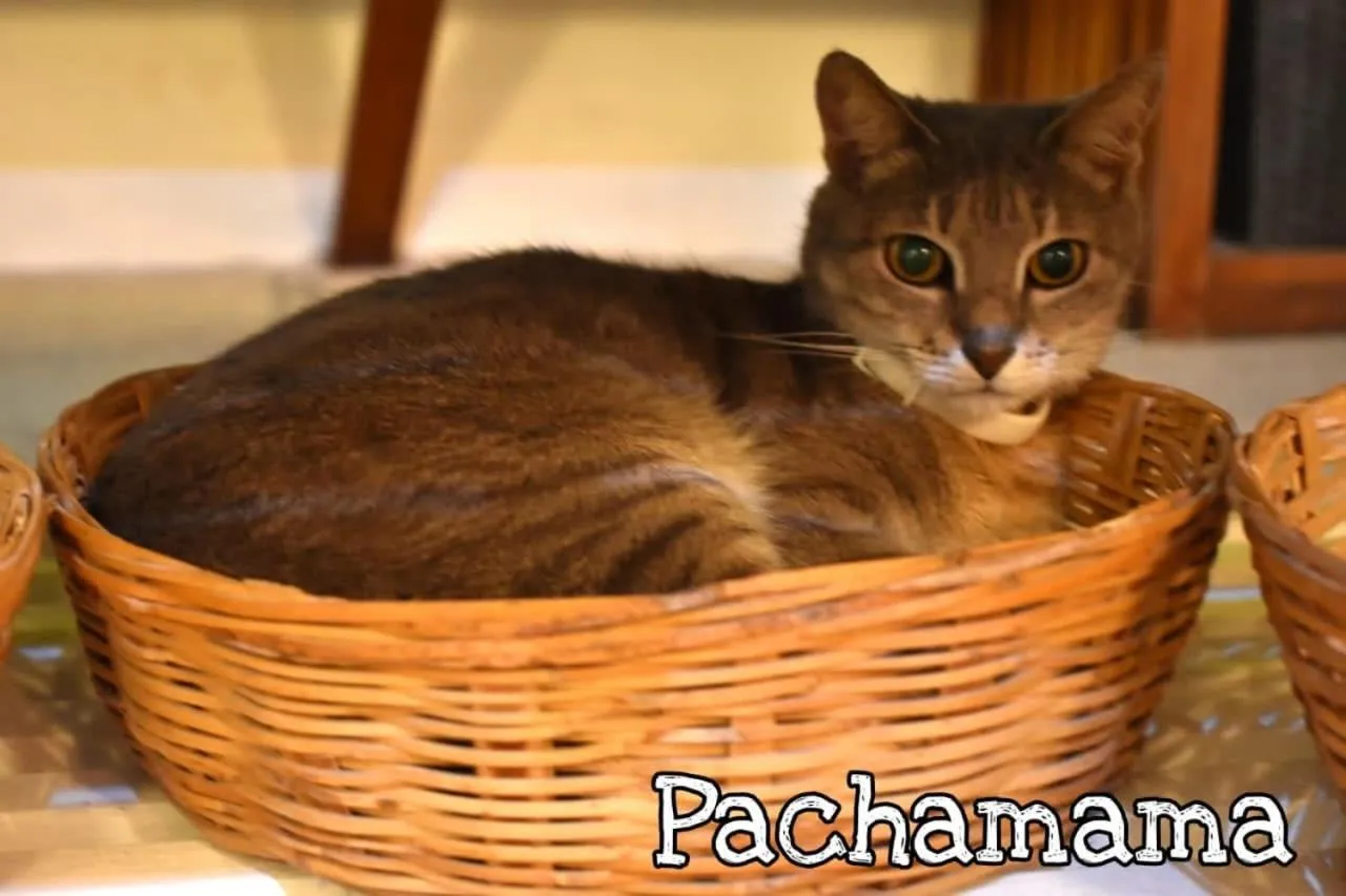 Hotel Boutique Pachamama