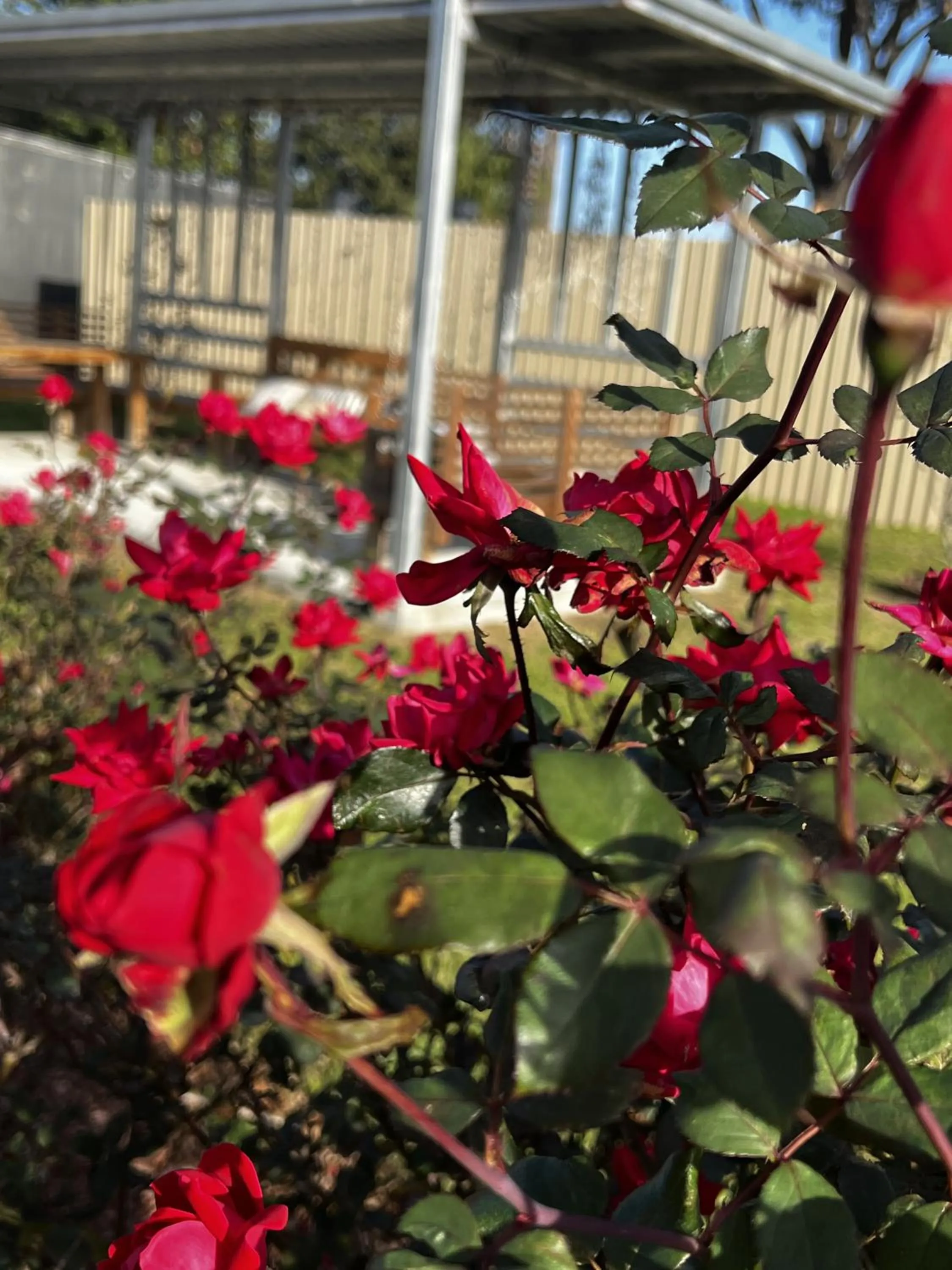 Island Suites Hobby Airport