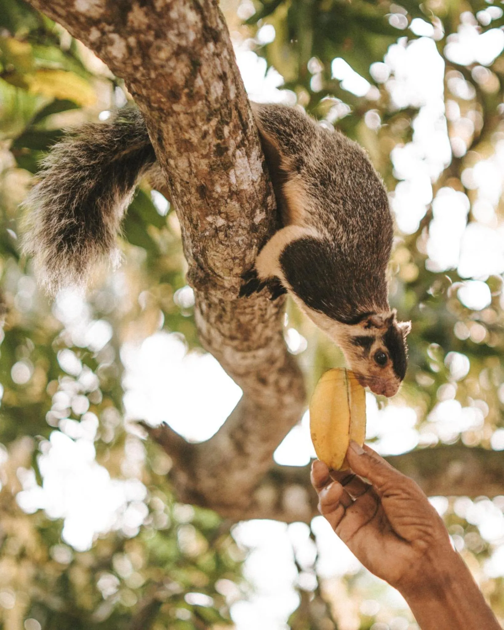 Animals in Villa Balapitiya Beach