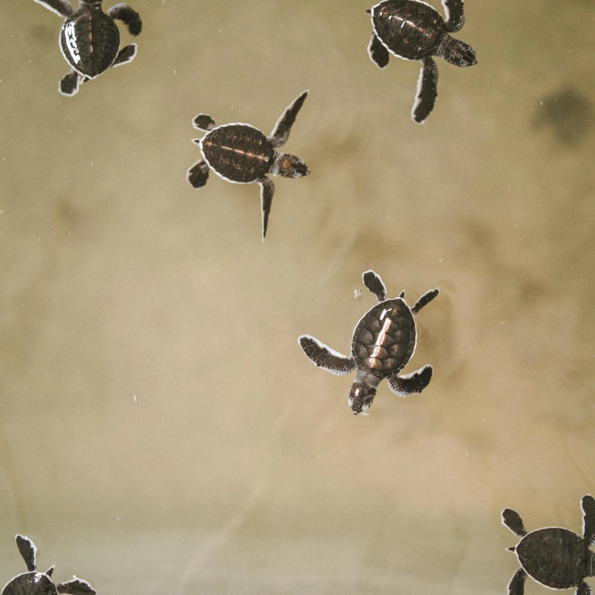 Neighbourhood in Villa Balapitiya Beach