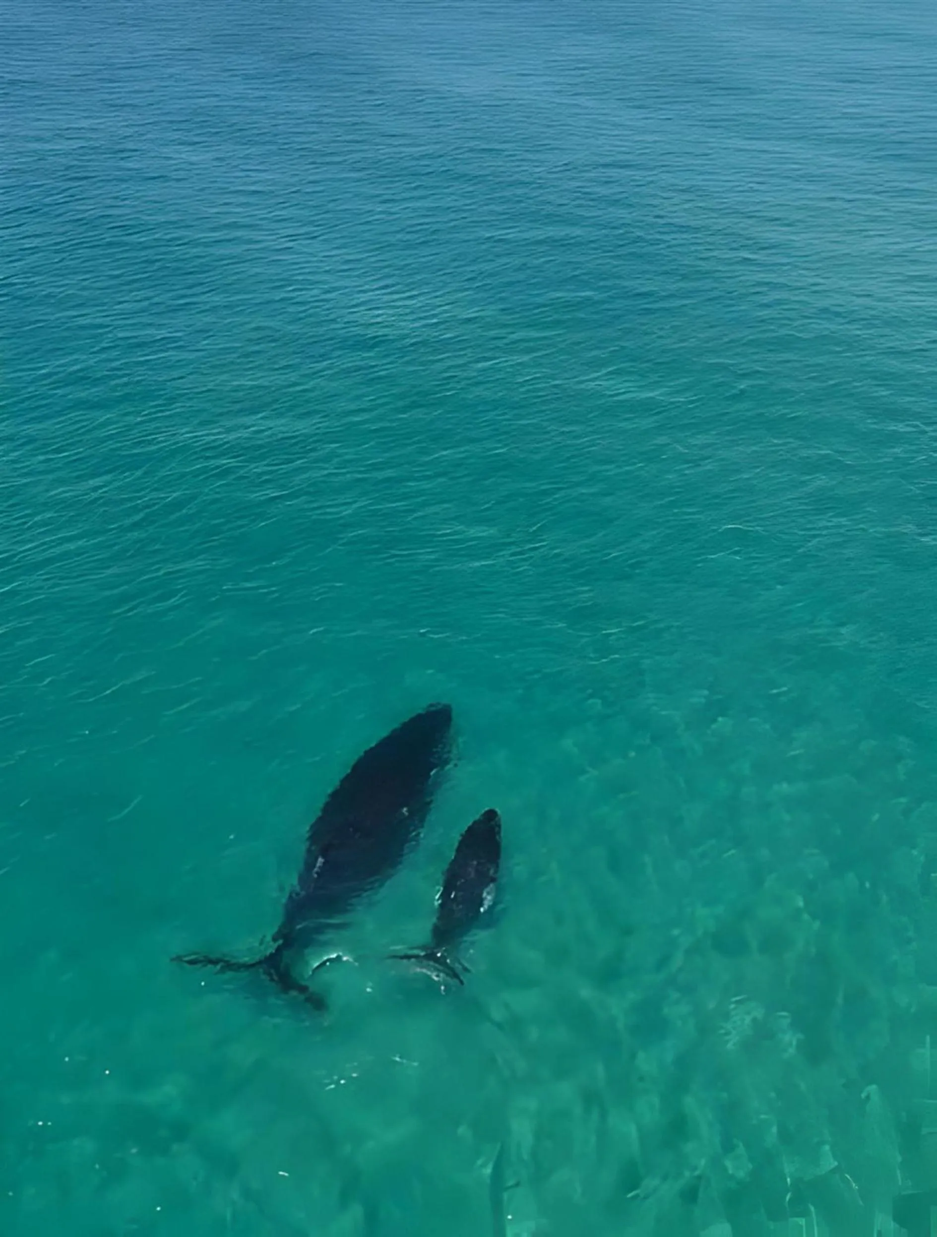 La Mer Sunshine Beachfront