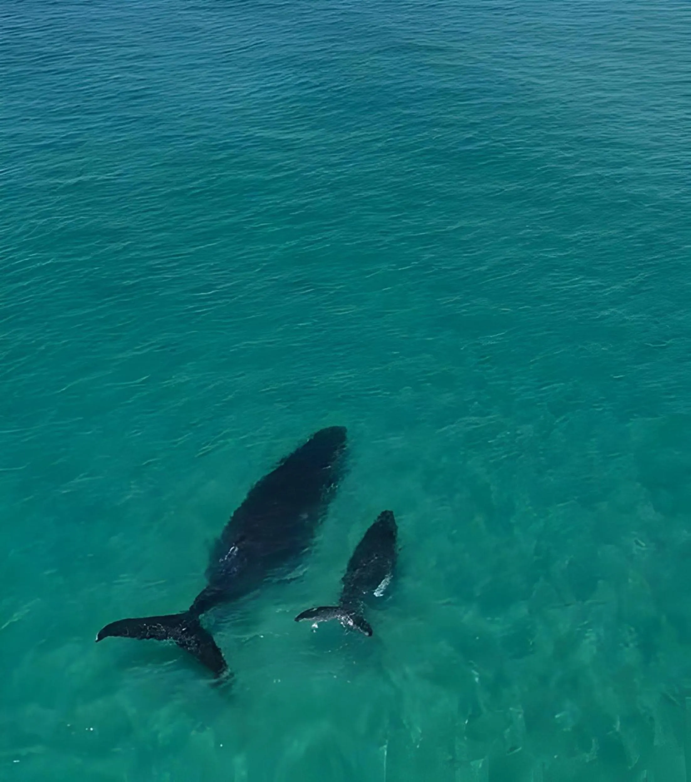 Natural landscape in La Mer Sunshine Beachfront