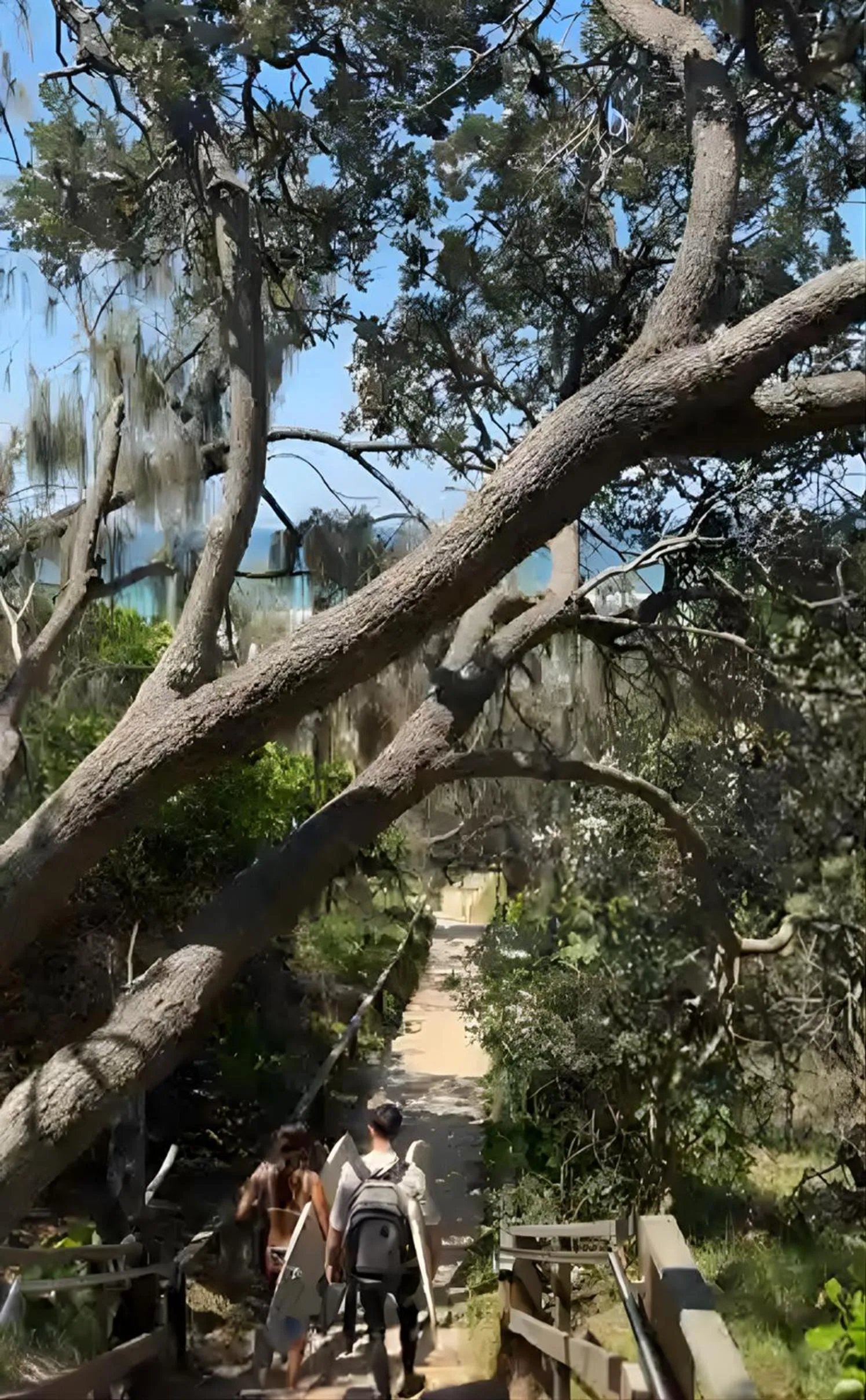 Natural landscape in La Mer Sunshine Beachfront