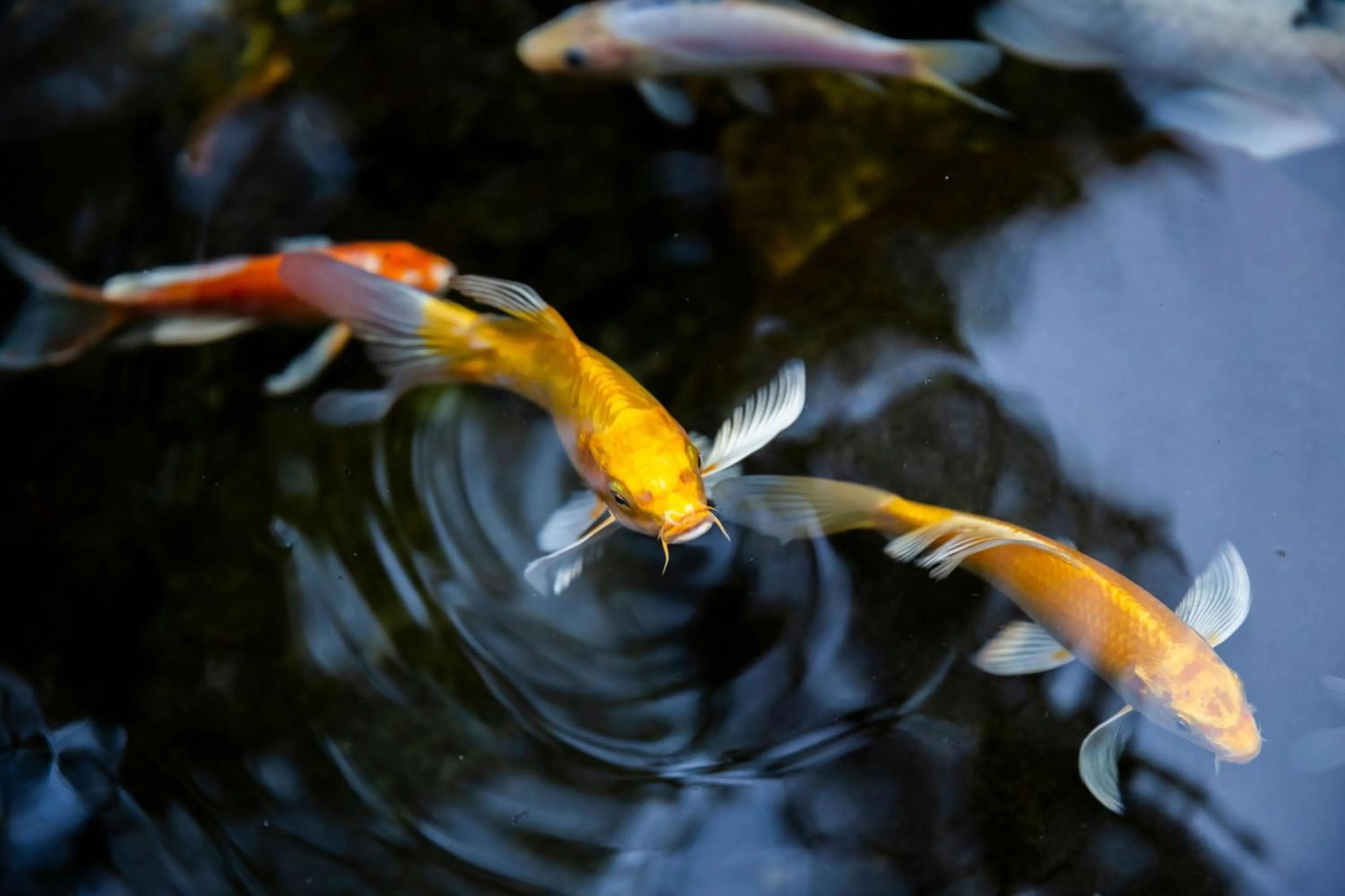 Other in The Westin Osaka