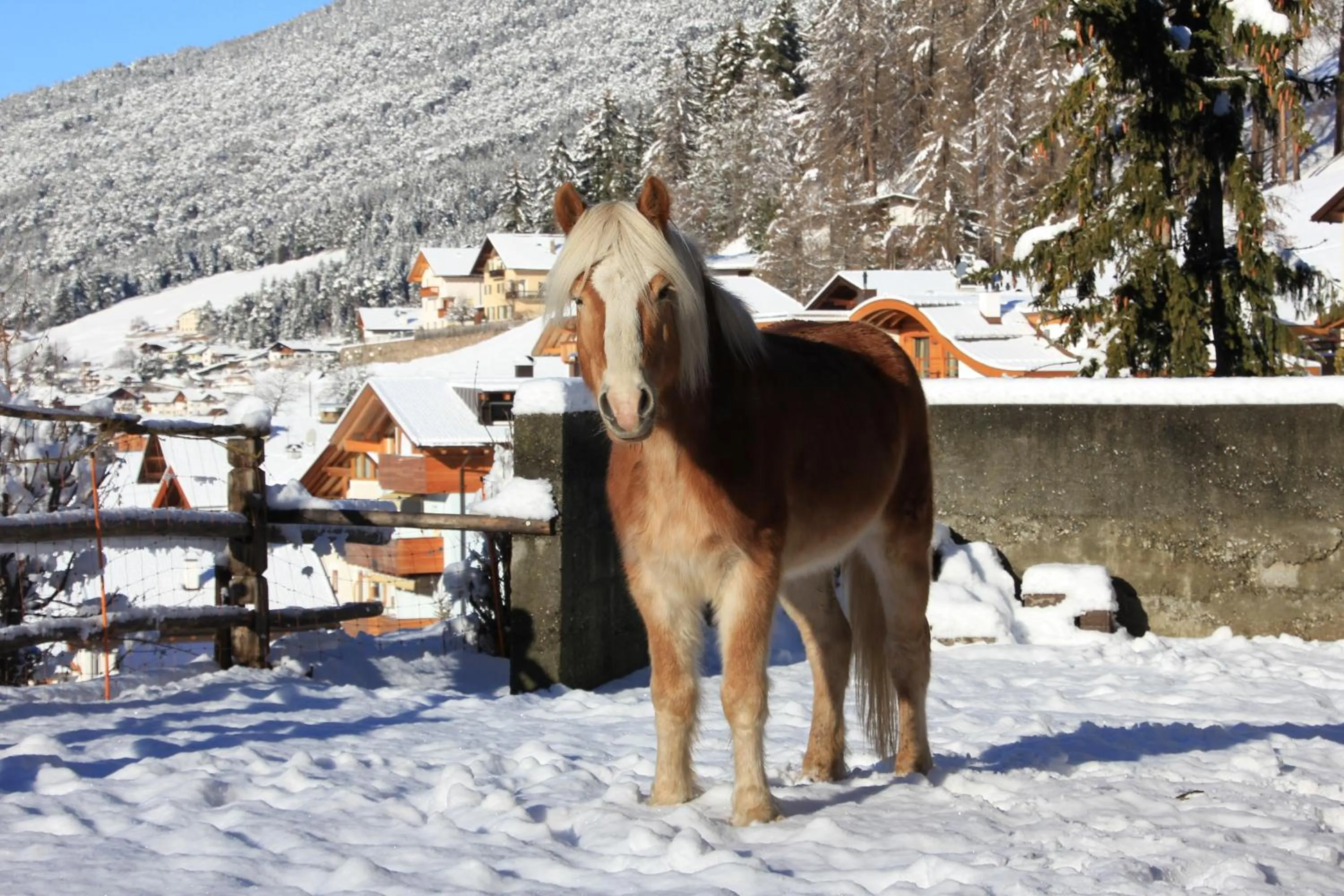 Decorative detail in Residence Prapoz