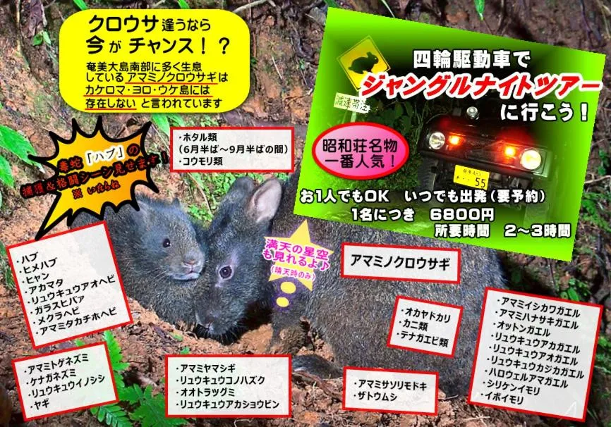 Activities in Amami Guest House showa-so