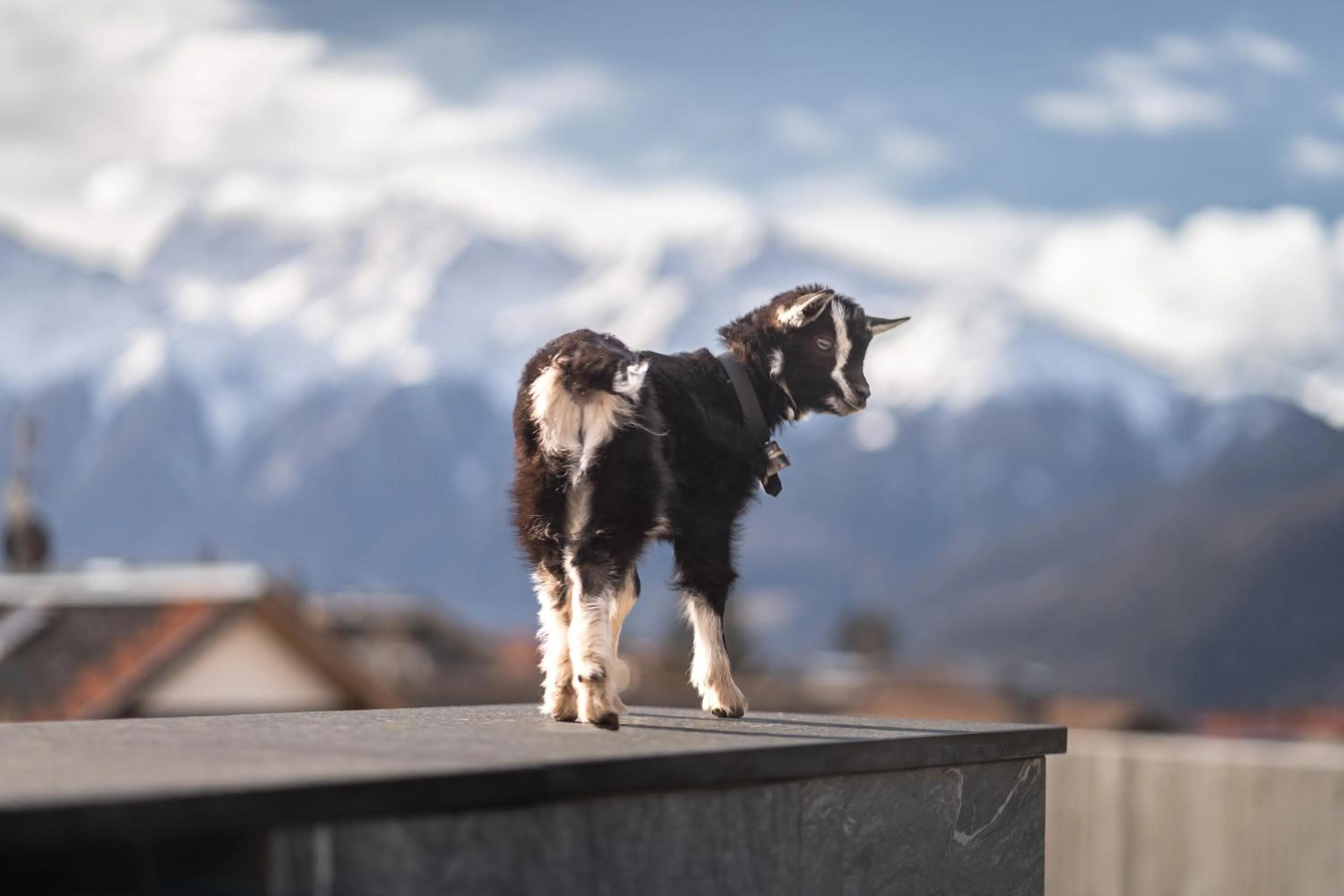 Animals in Maraias - Luxury Suites & Apartments