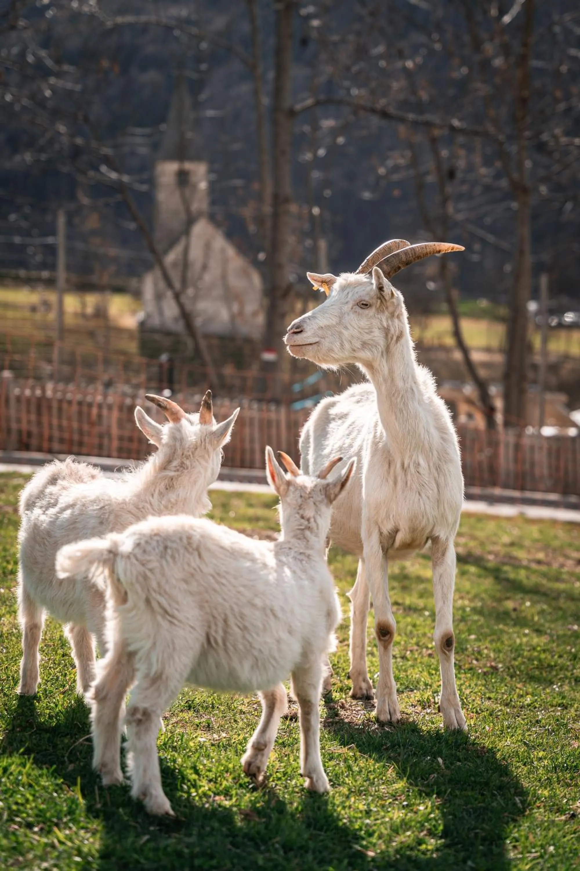 Animals in Maraias - Luxury Suites & Apartments