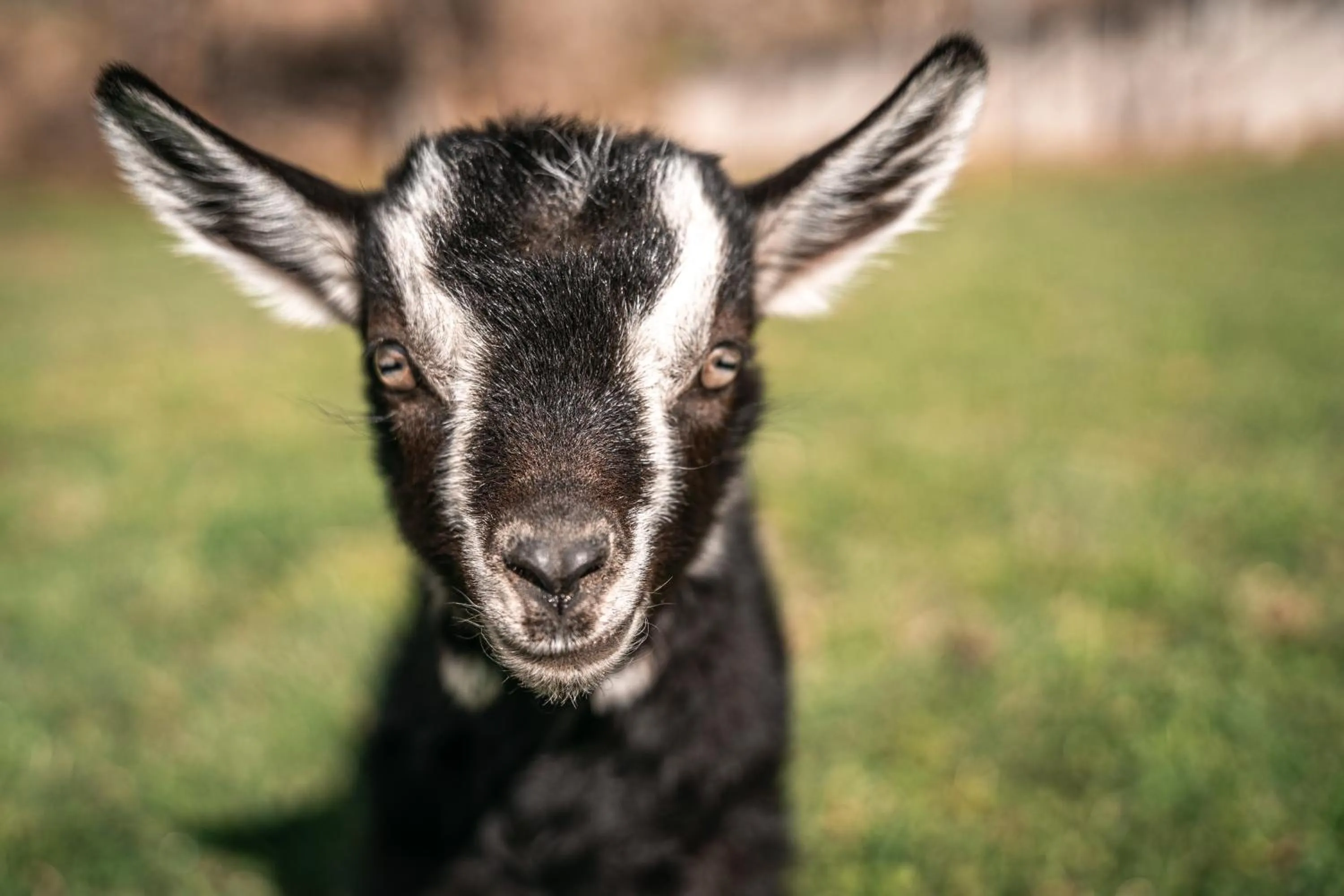 Animals in Maraias - Luxury Suites & Apartments