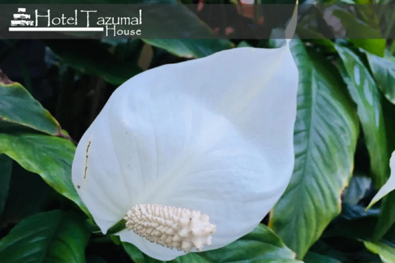 Garden in Hotel Tazumal House