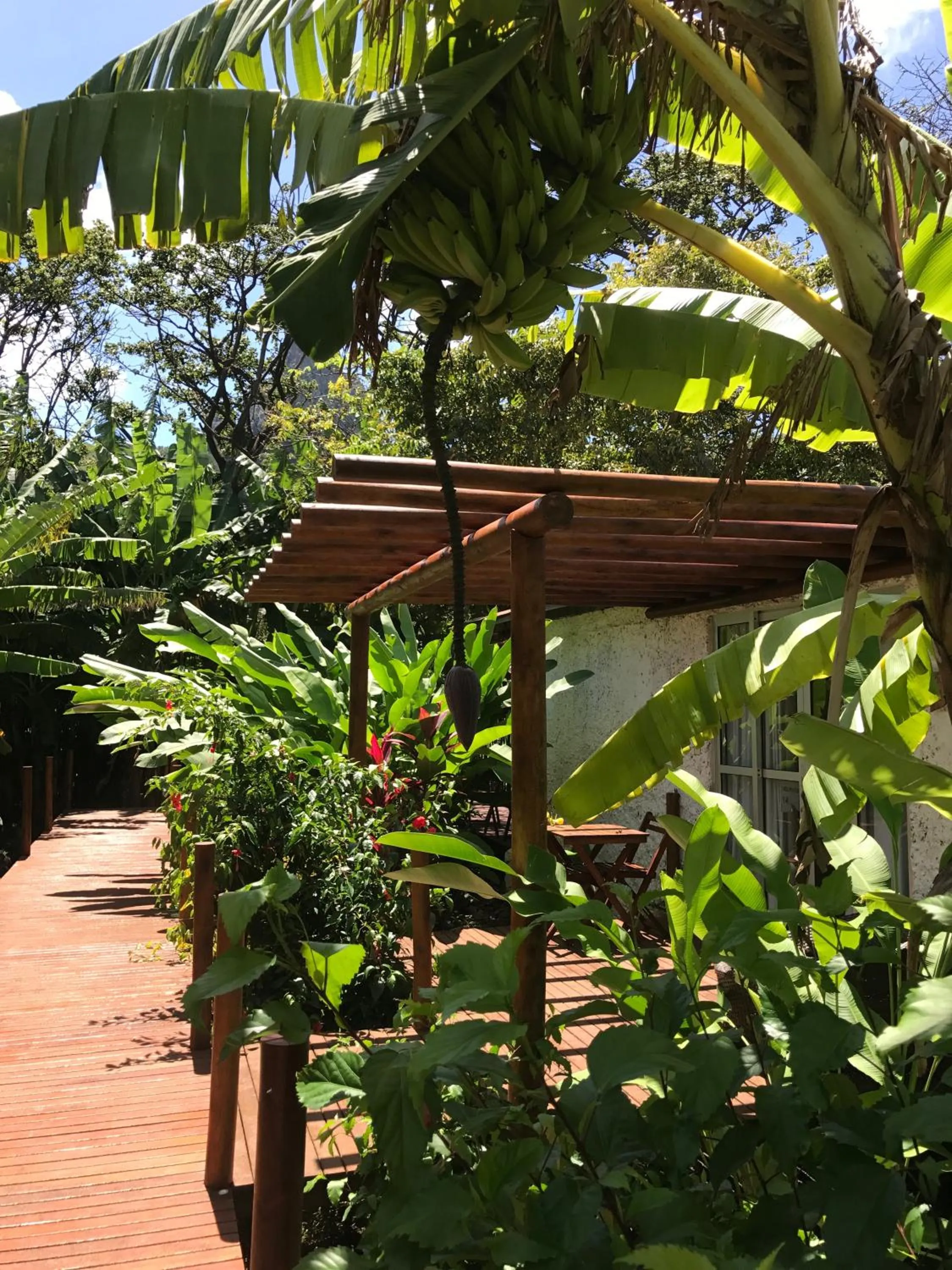 Garden in Dolphin Hotel