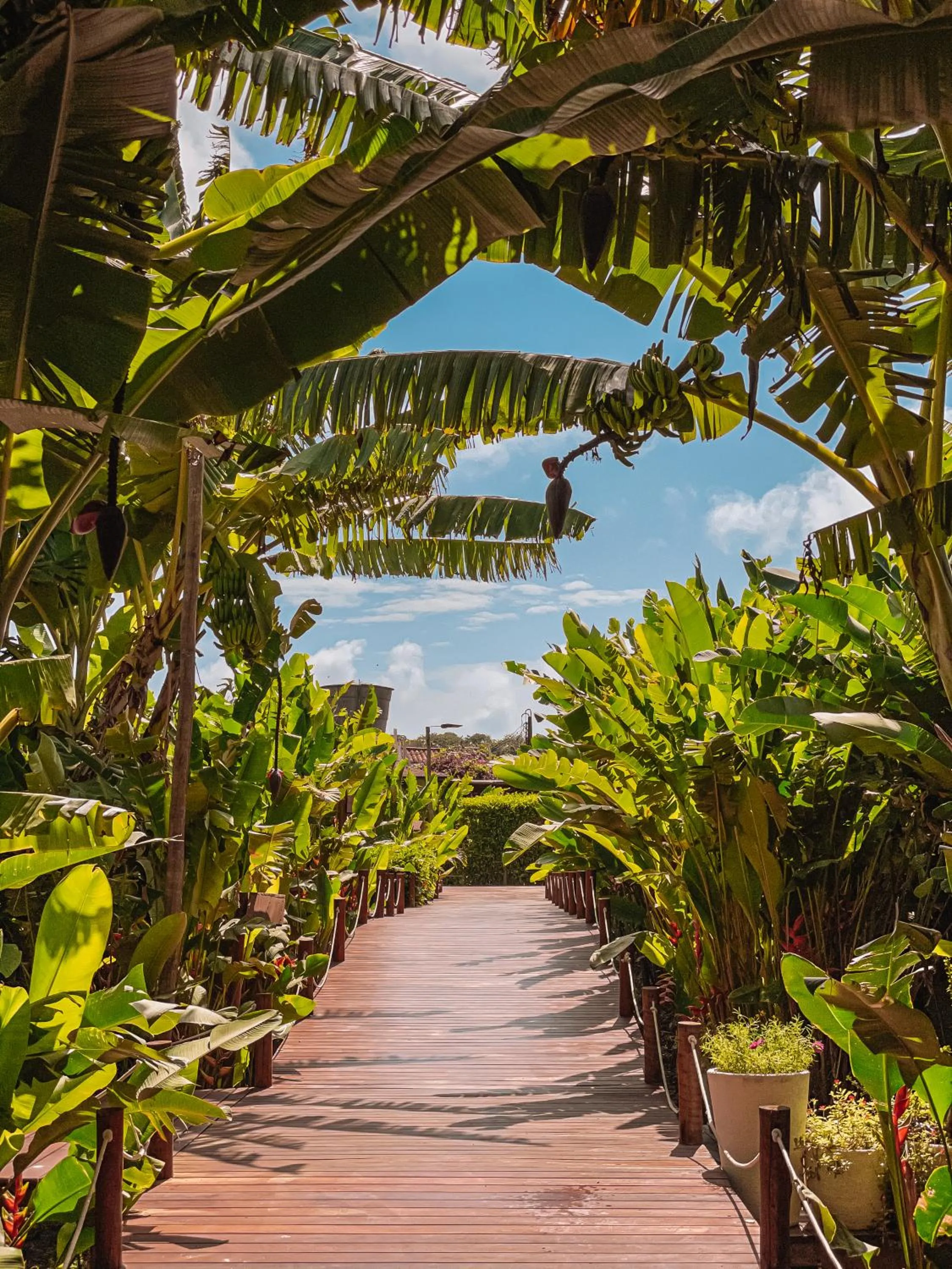 Garden in Dolphin Hotel