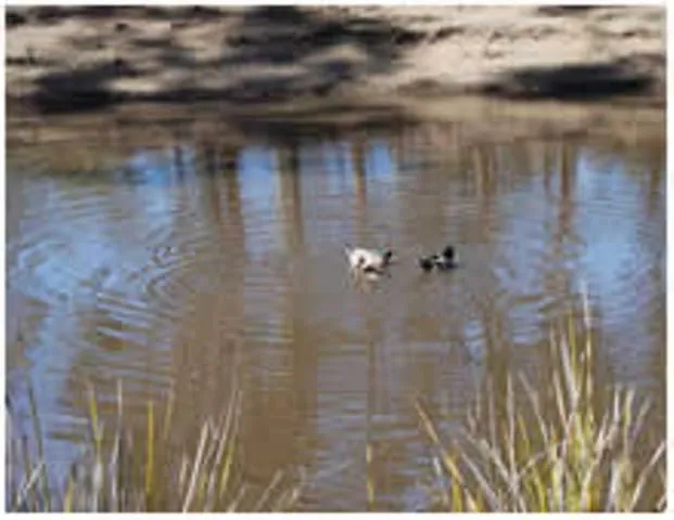 Area and facilities in Gumleaves Bush Holidays