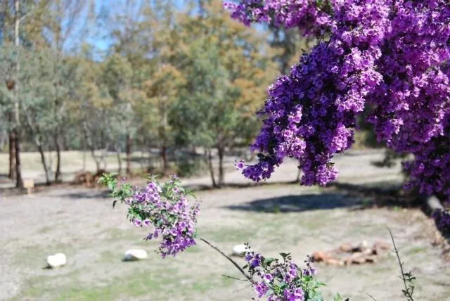 Area and facilities in Gumleaves Bush Holidays