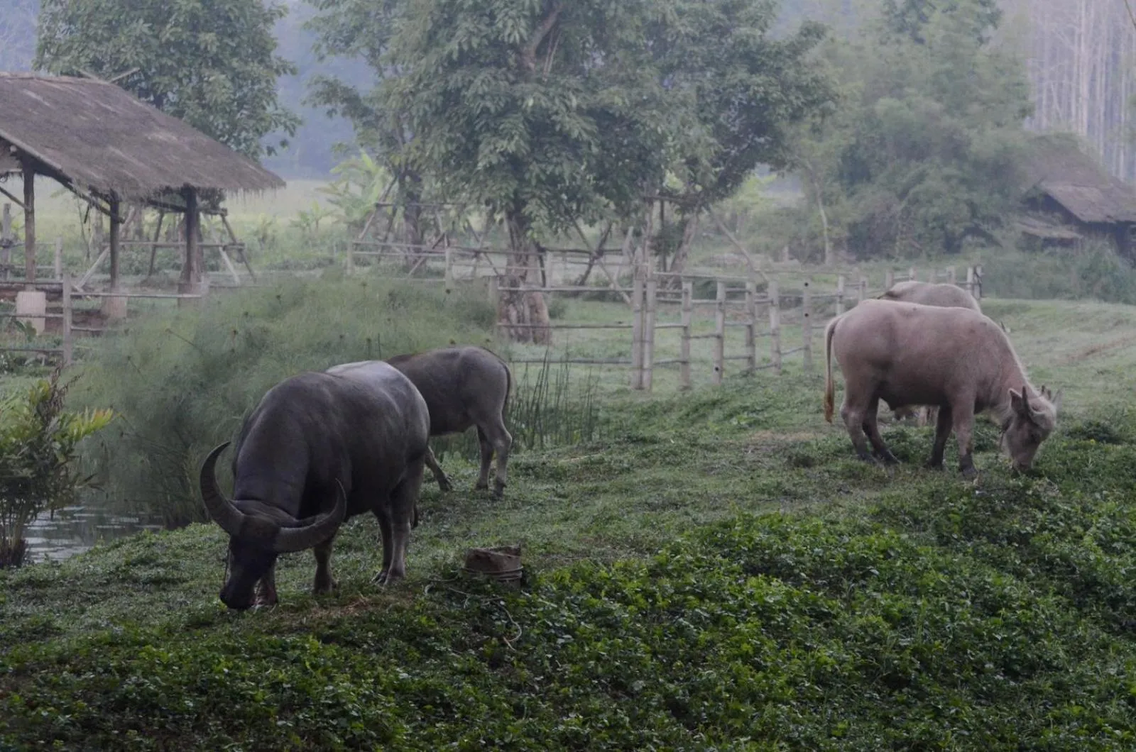 Animals in Pa Sak Tong