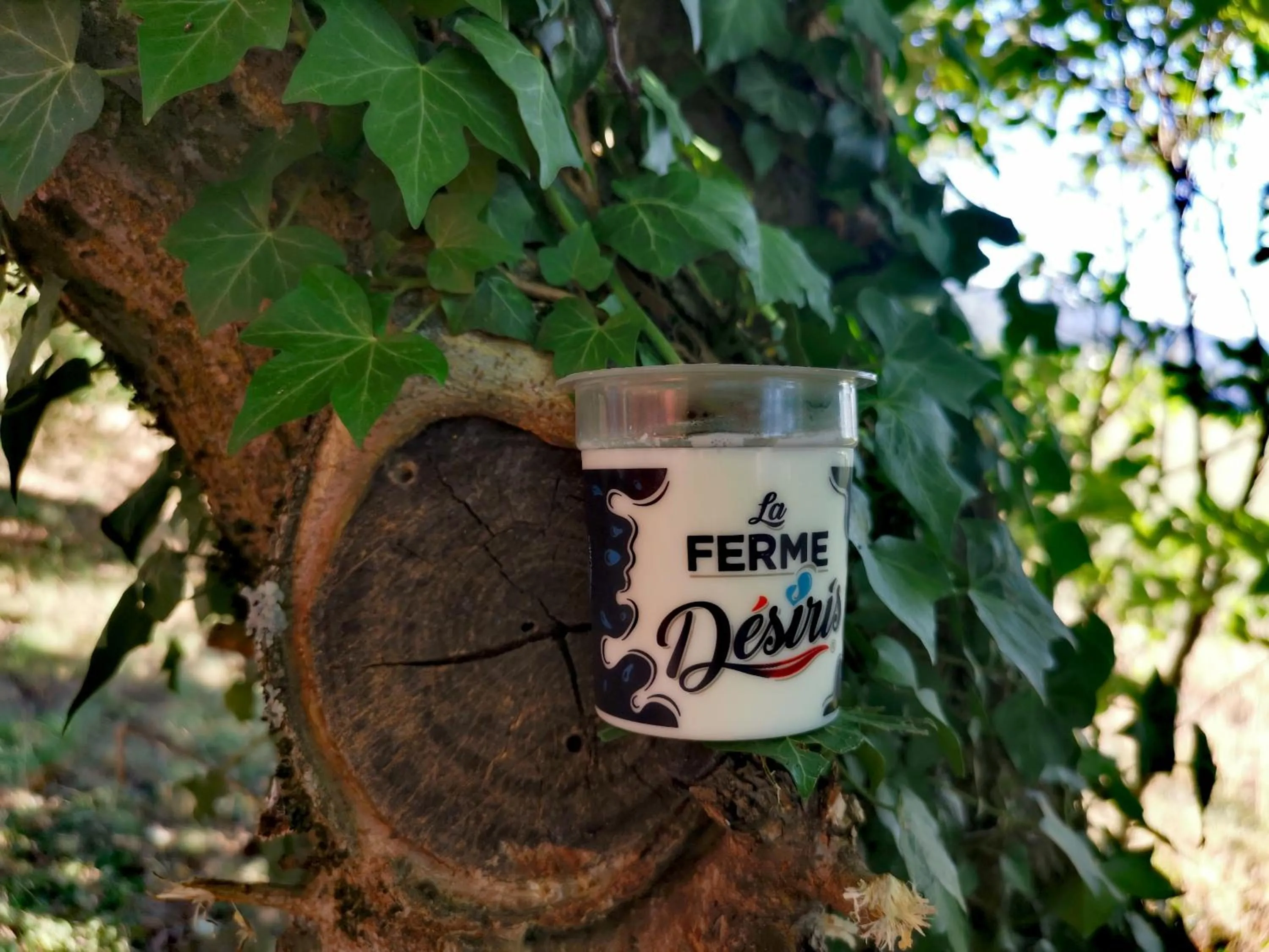 Restaurant/places to eat in Hôtel Rose des Vents