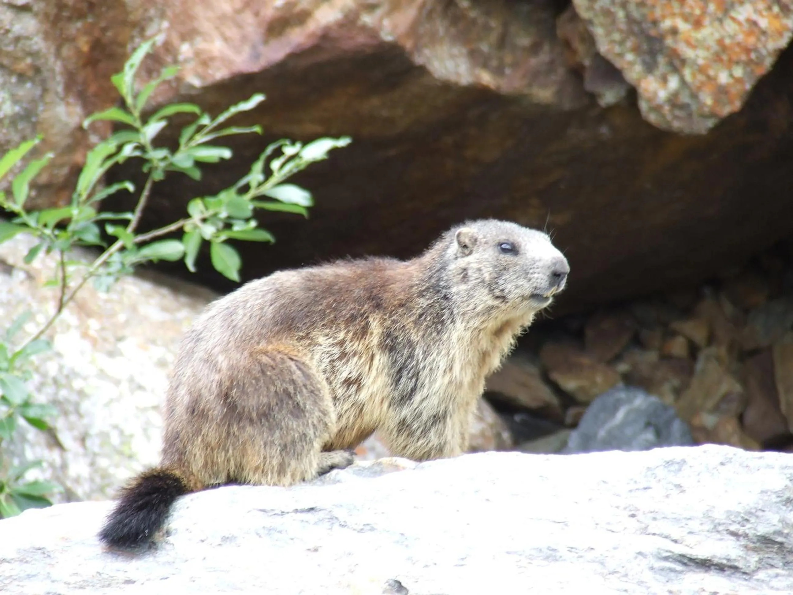 Animals in Chalet Bucaneve