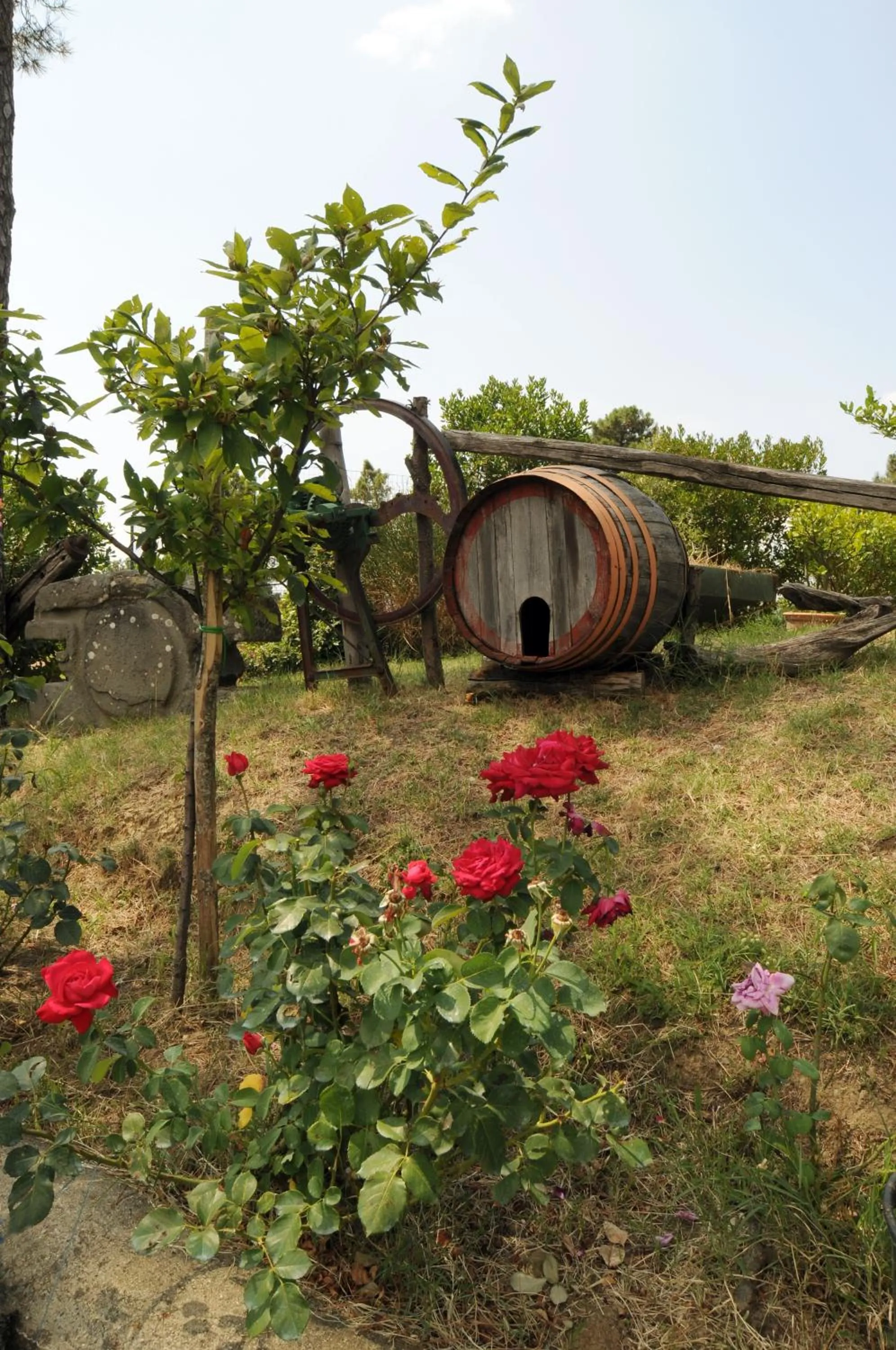 Garden view in Hotel Archimede
