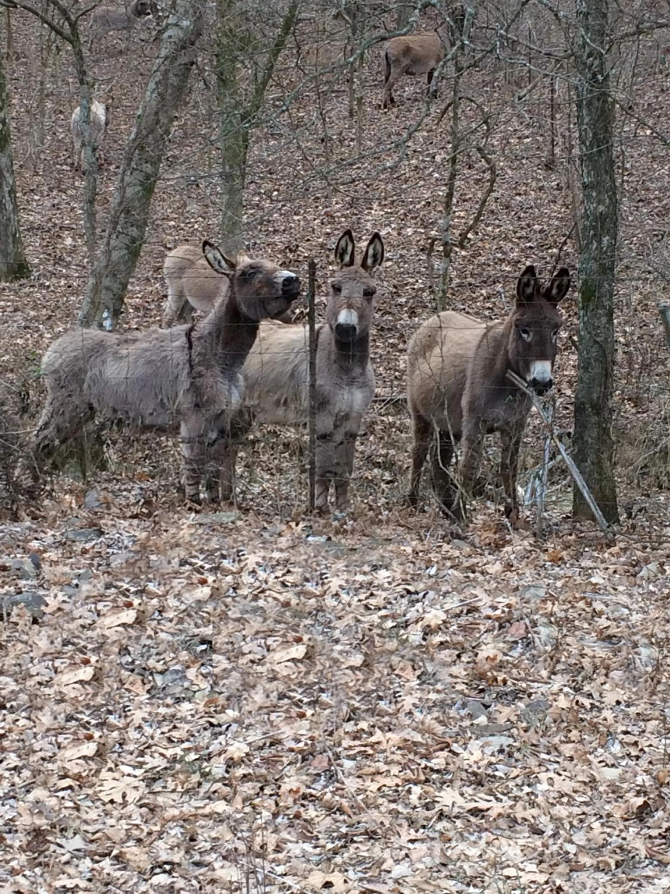Animals in Brenda Lee History 4BR Retreat Pool Hot Tub