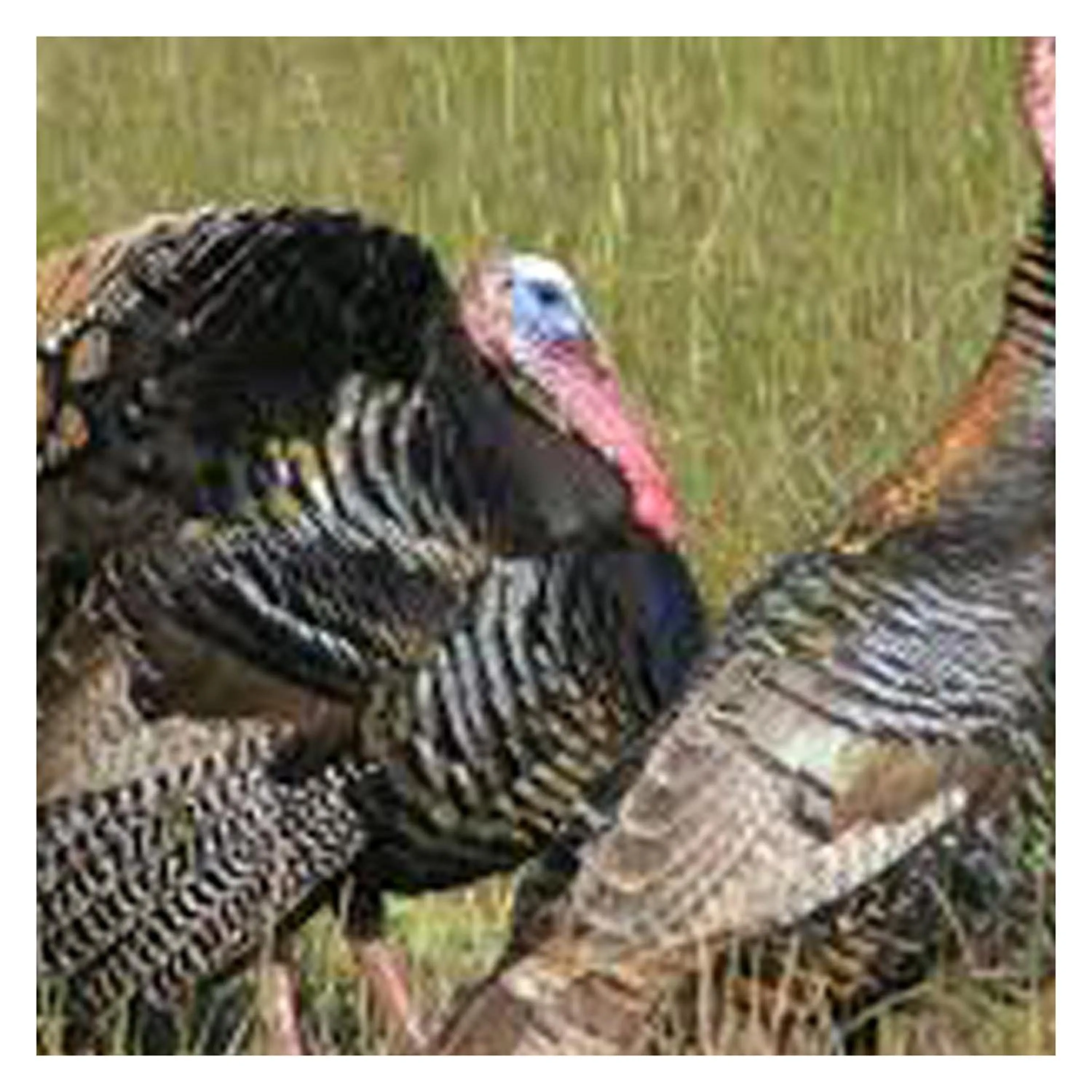 Animals in Brenda Lee History 4BR Retreat Pool Hot Tub