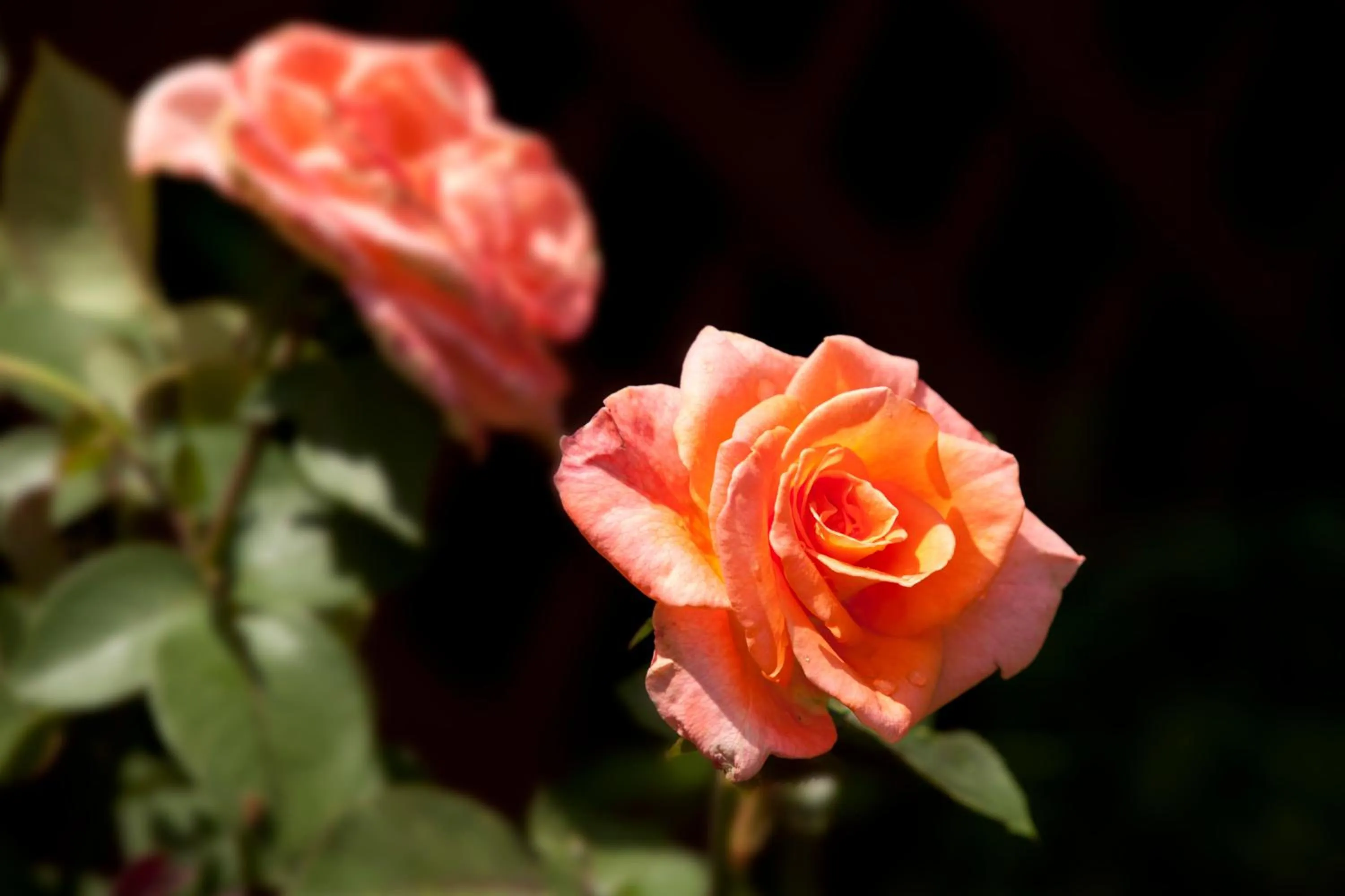 Garden view in Brenda Lee History 4BR Retreat Pool Hot Tub