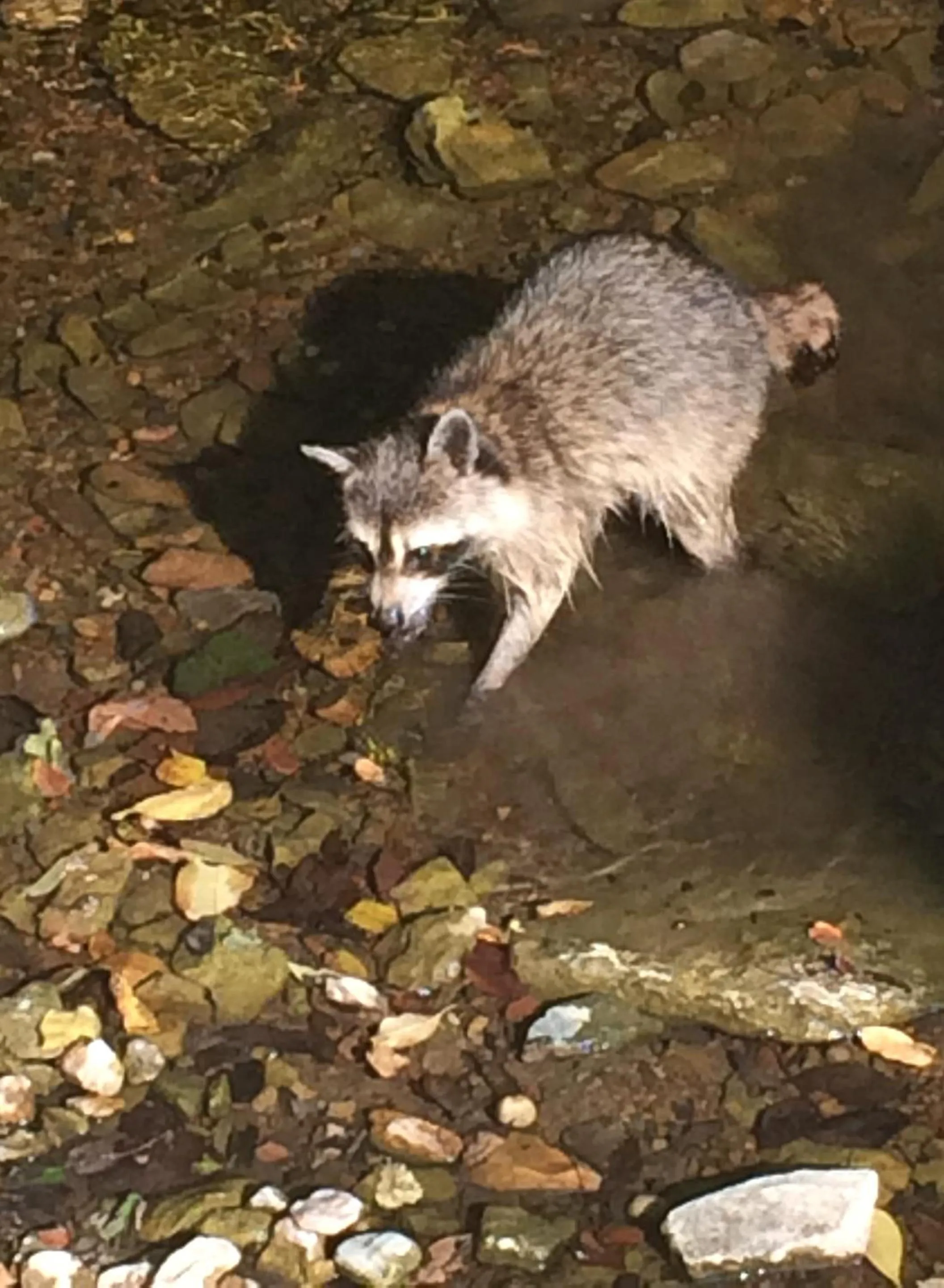 Animals in Brenda Lee History 4BR Retreat Pool Hot Tub