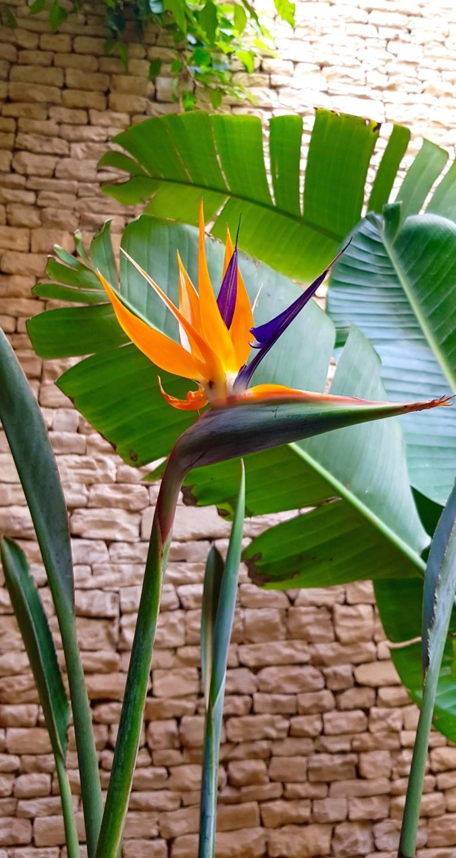 Patio in Riad Dar Haven