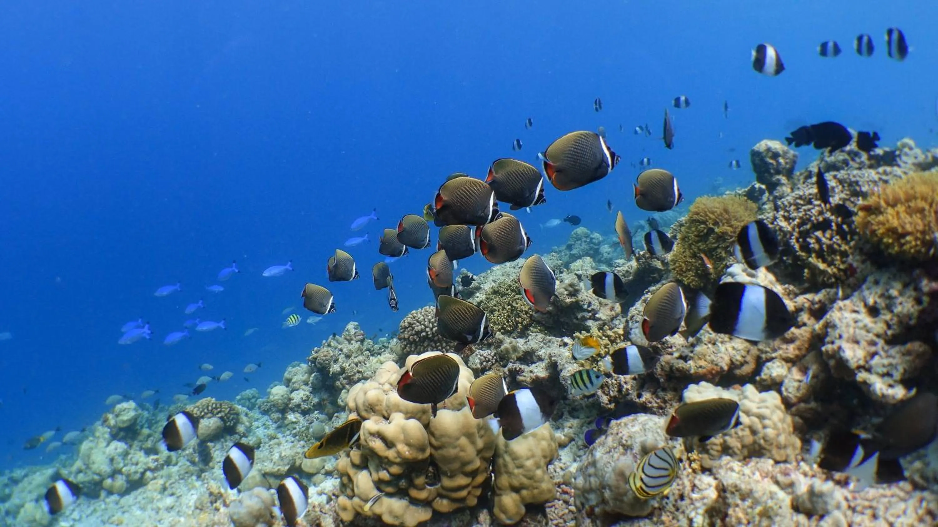 Snorkeling in Kuredhivaru Resort and Spa - Maldives