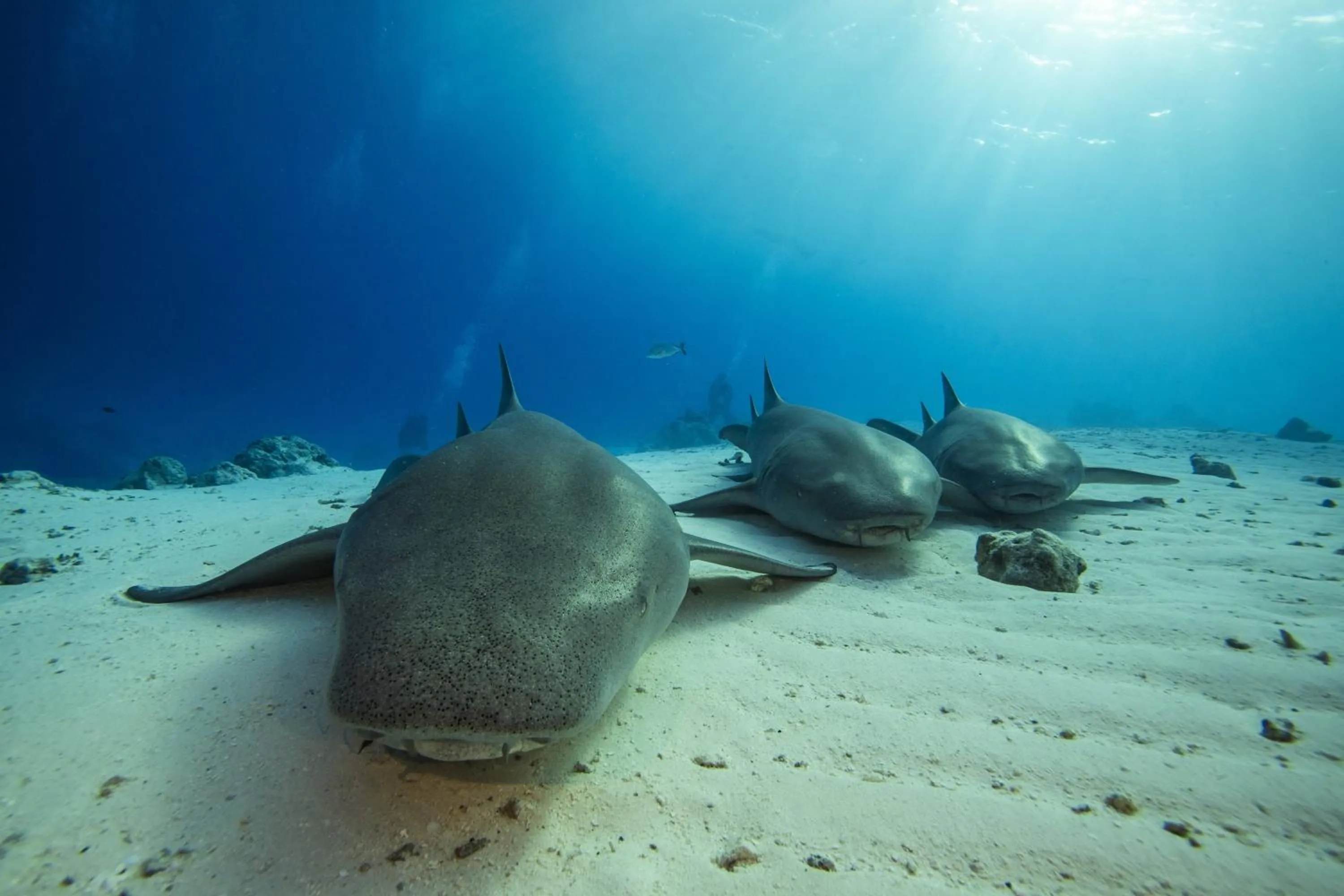 Diving in Kuredhivaru Resort and Spa - Maldives