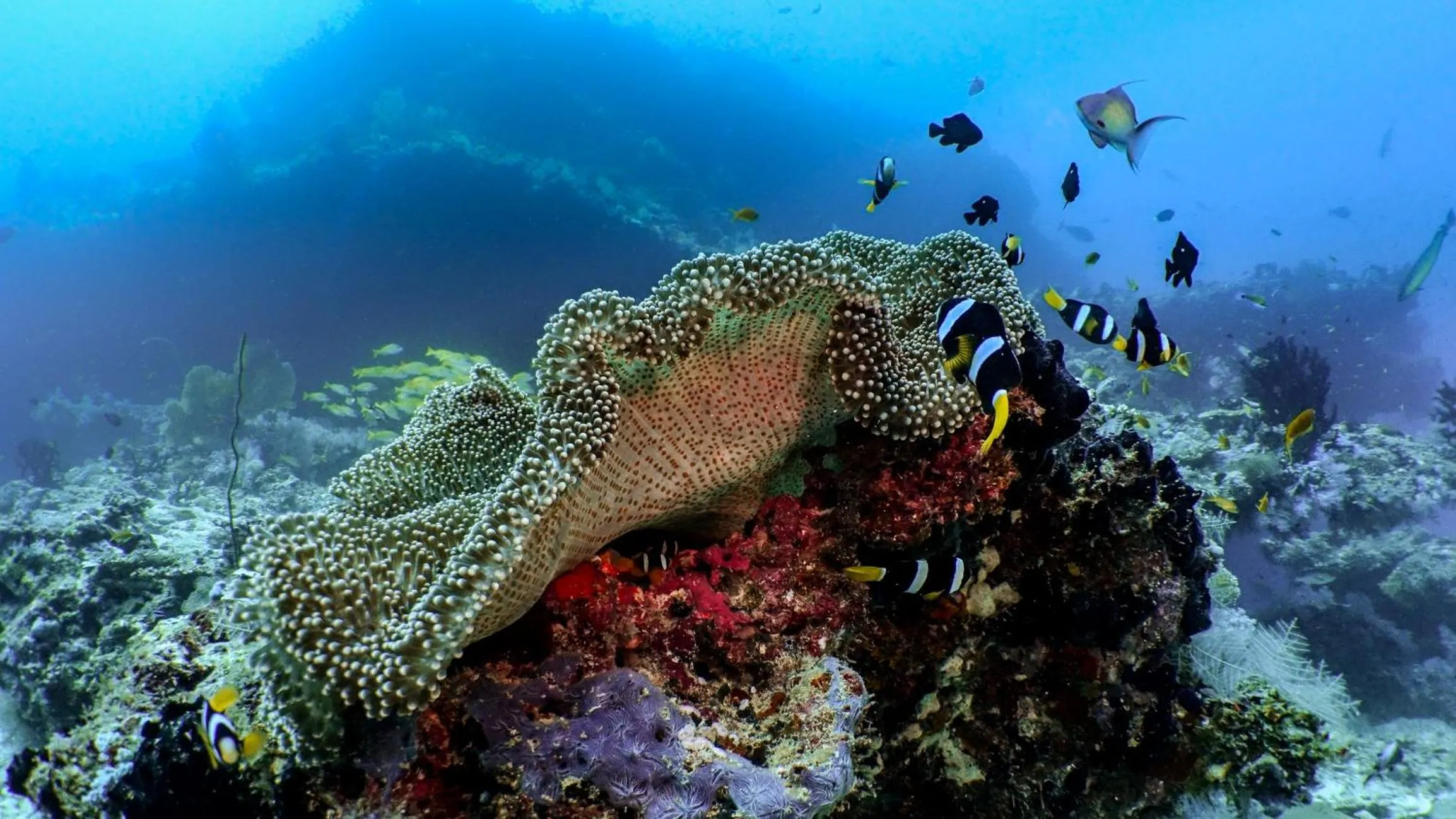 Activities in Kuredhivaru Resort and Spa - Maldives