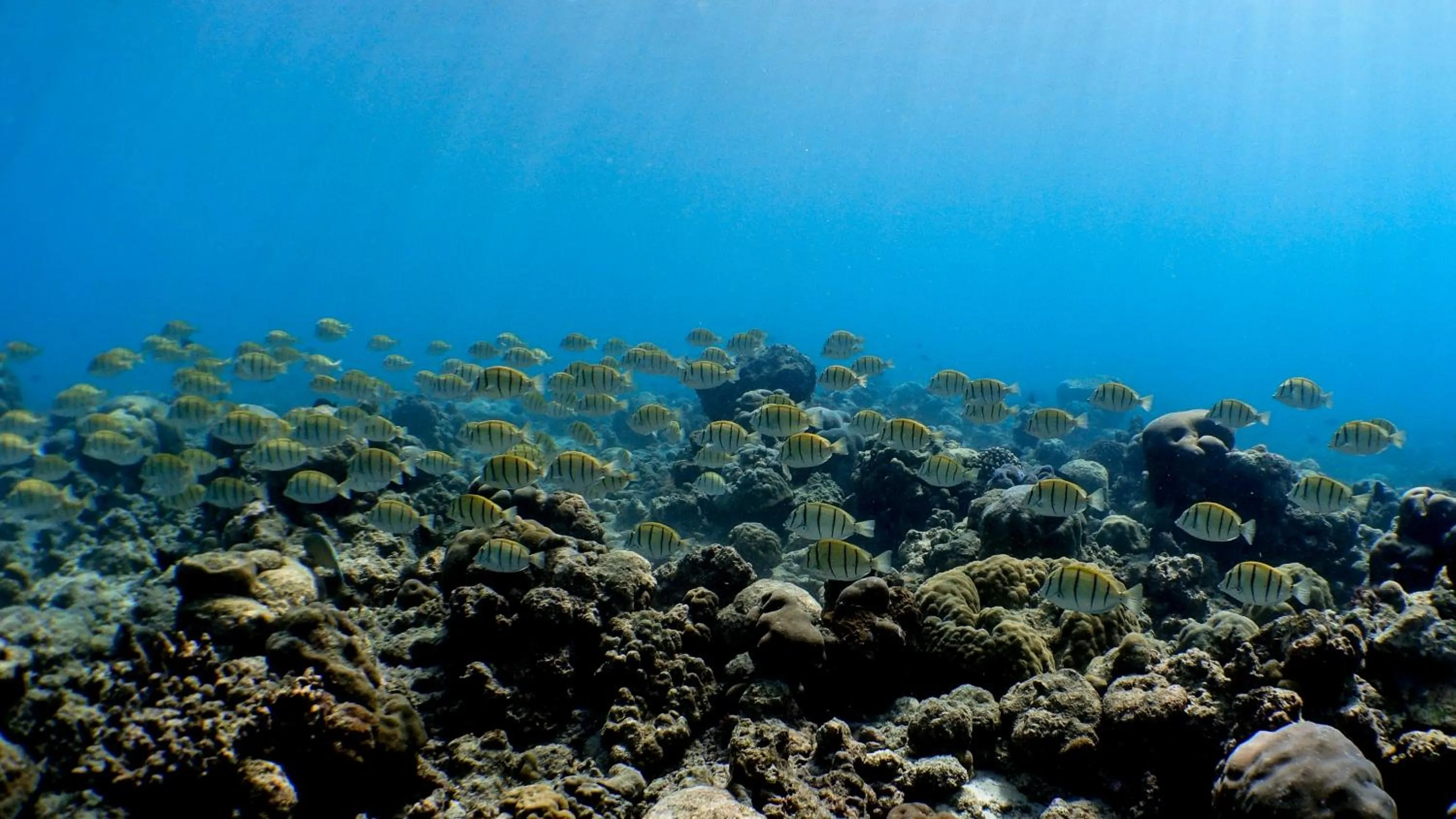 Natural landscape in Kuredhivaru Resort and Spa - Maldives