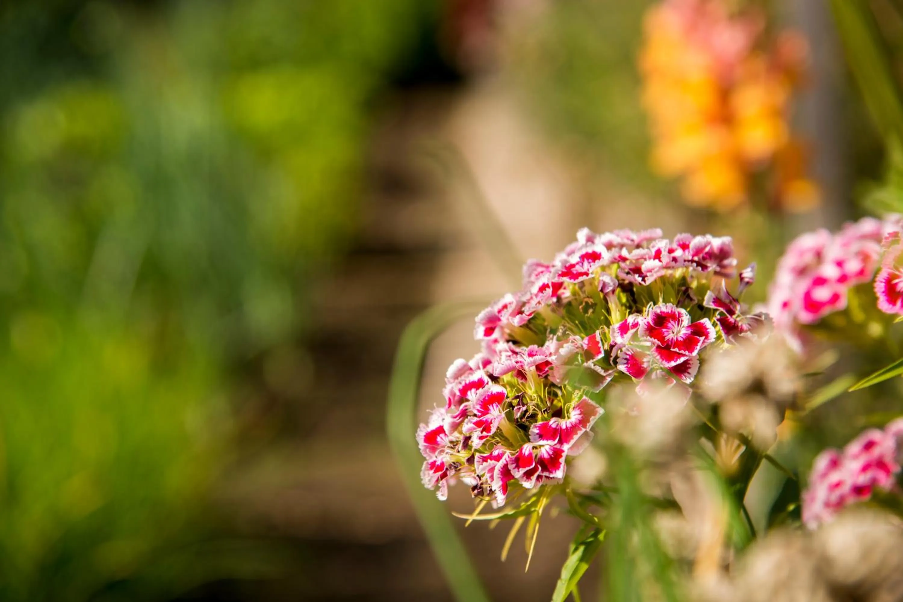 Natural landscape in Pension Wiesenrain
