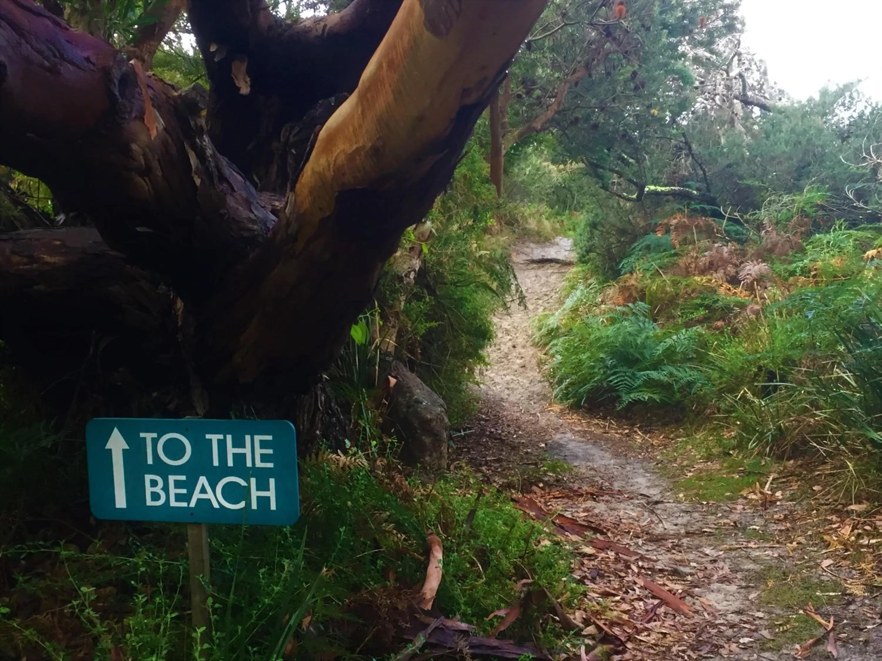 Garden in Sandpiper Ocean Cottages