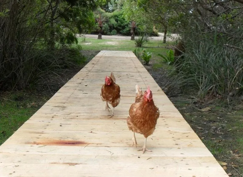 Pets in Sandpiper Ocean Cottages