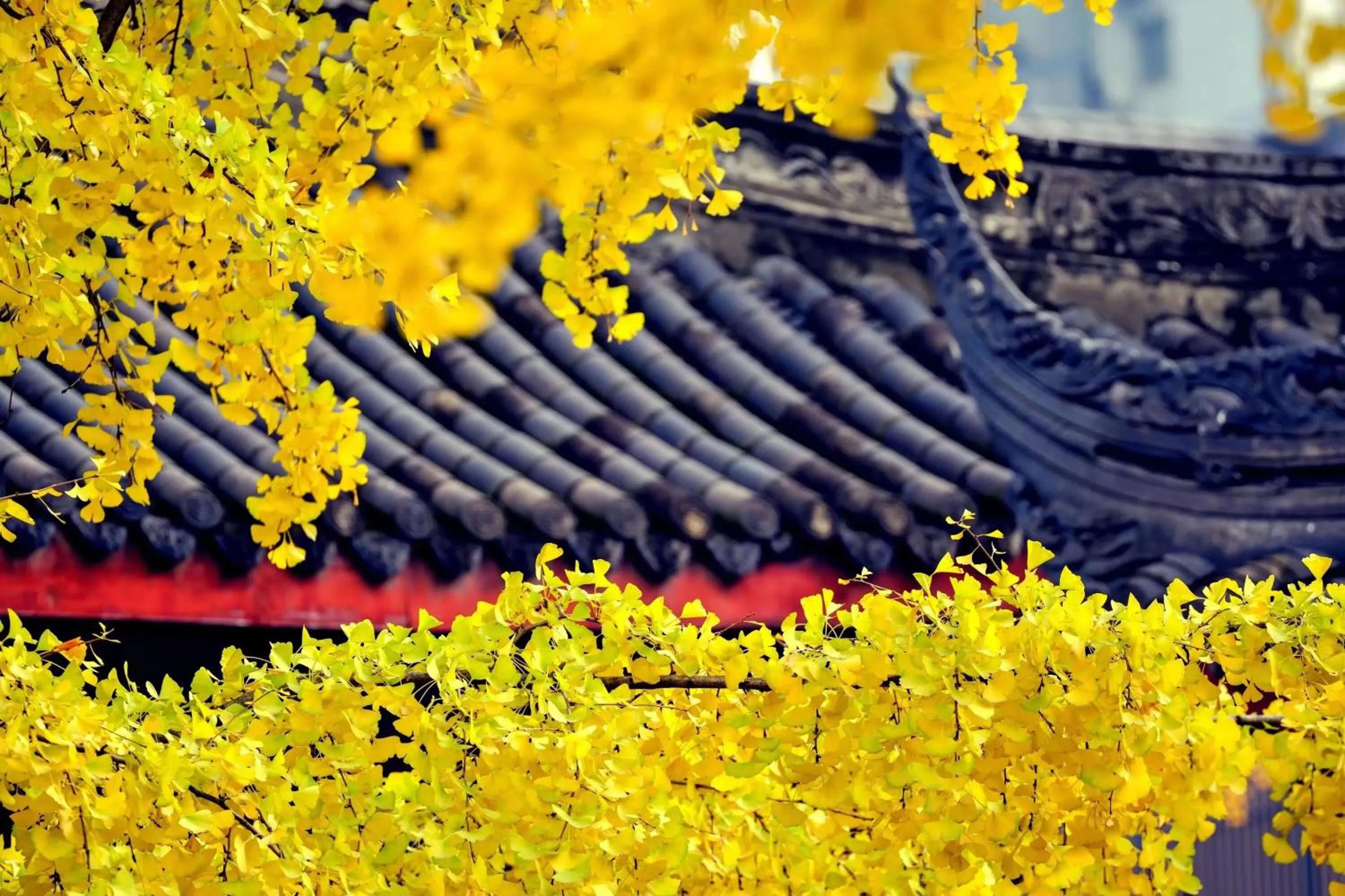 Natural landscape in Wenjun Courtyard Hotel---3mins walk from Tonghuimen metro station ,next to People`s Park, fluent English service ,travel agency