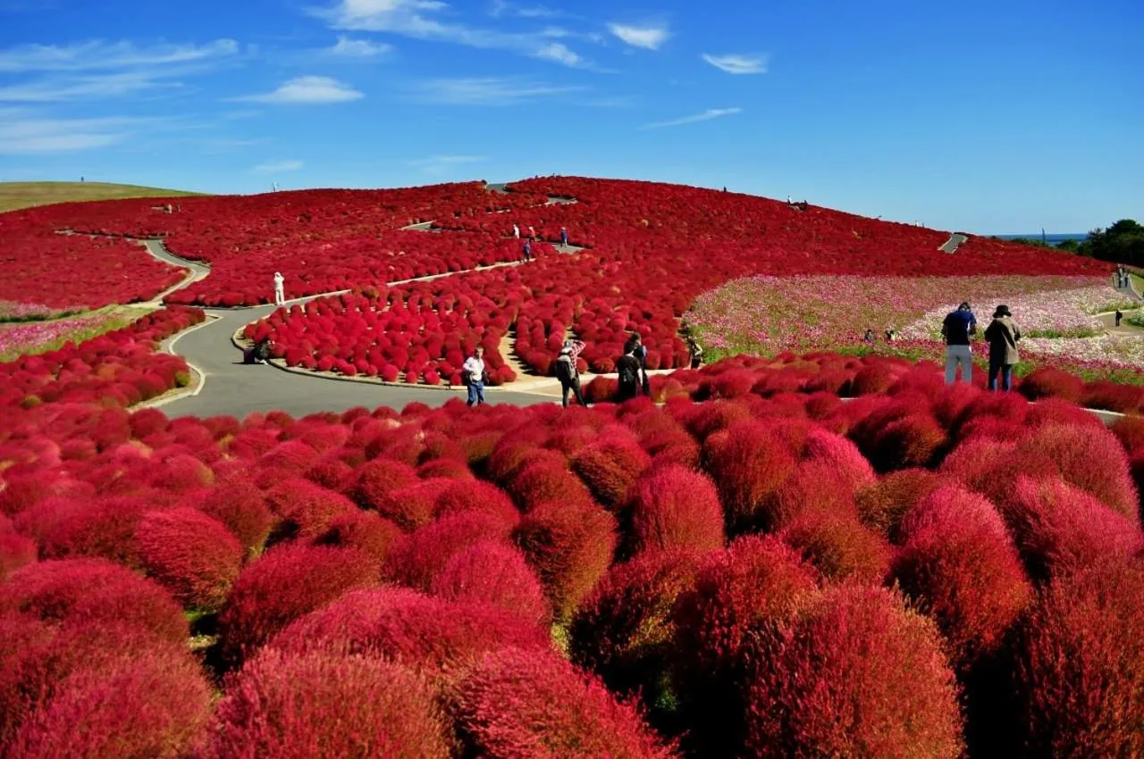 Area and facilities in Hotel Terrace the Garden Mito
