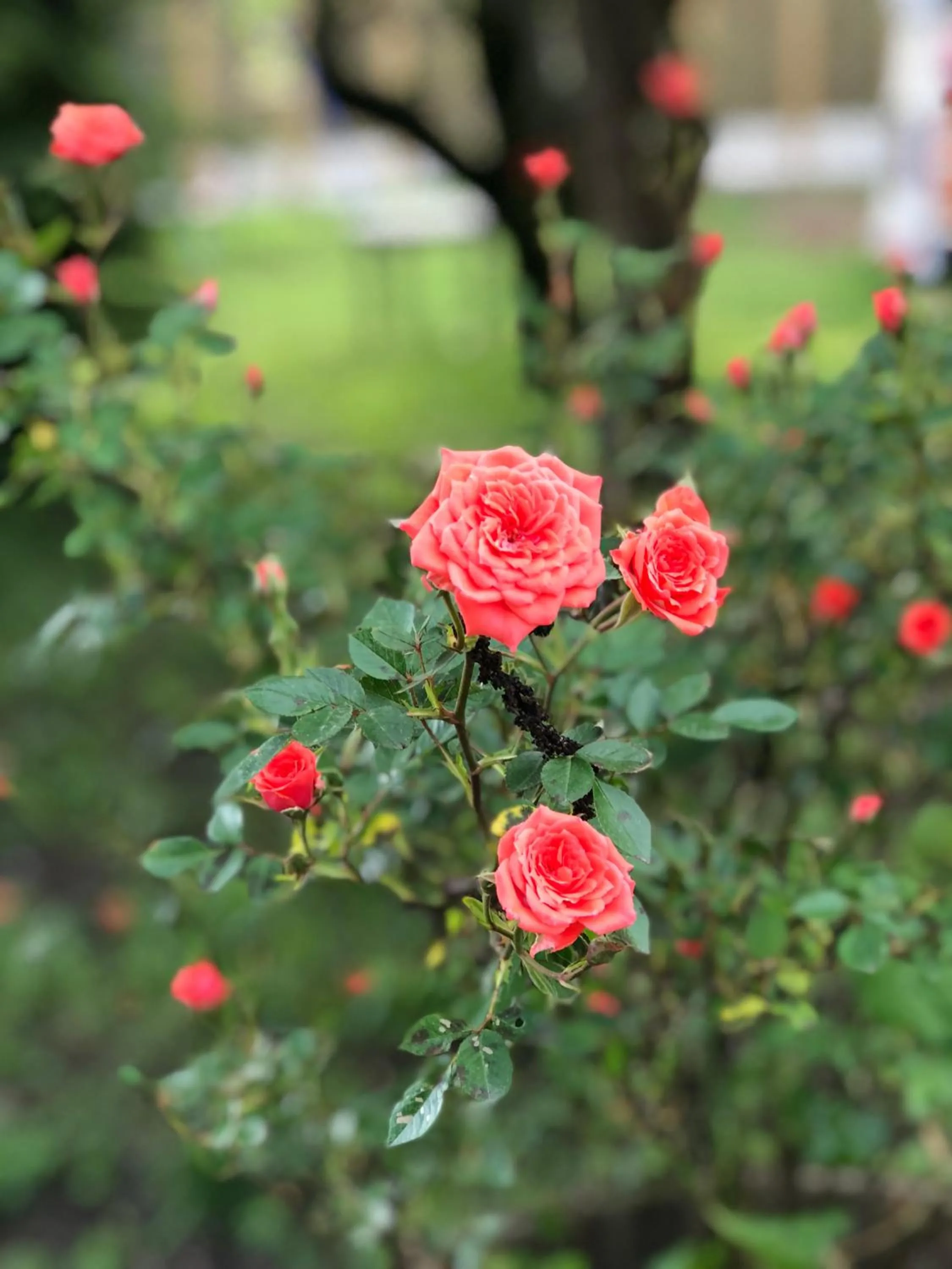 Spring in B&B La Quercia