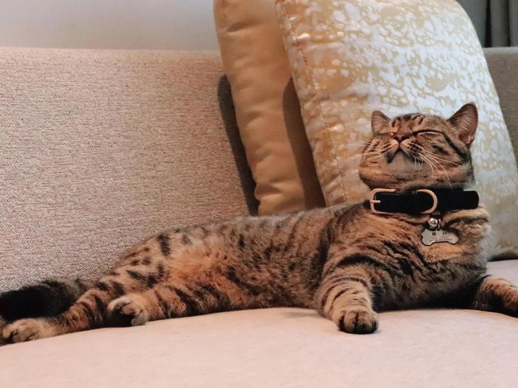 pet friendly in Hyatt Place Chengdu Pebble Walk