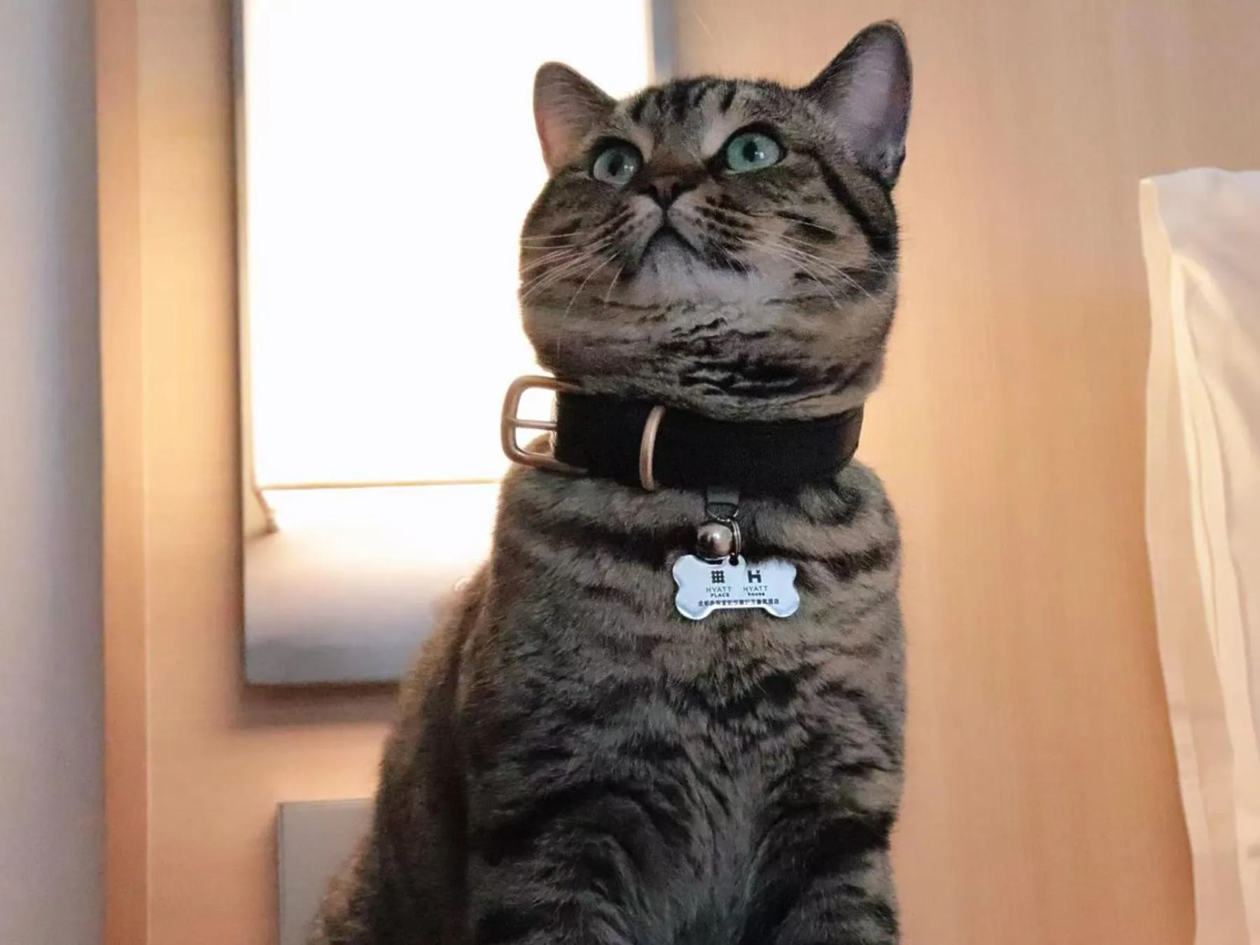 pet friendly in Hyatt Place Chengdu Pebble Walk