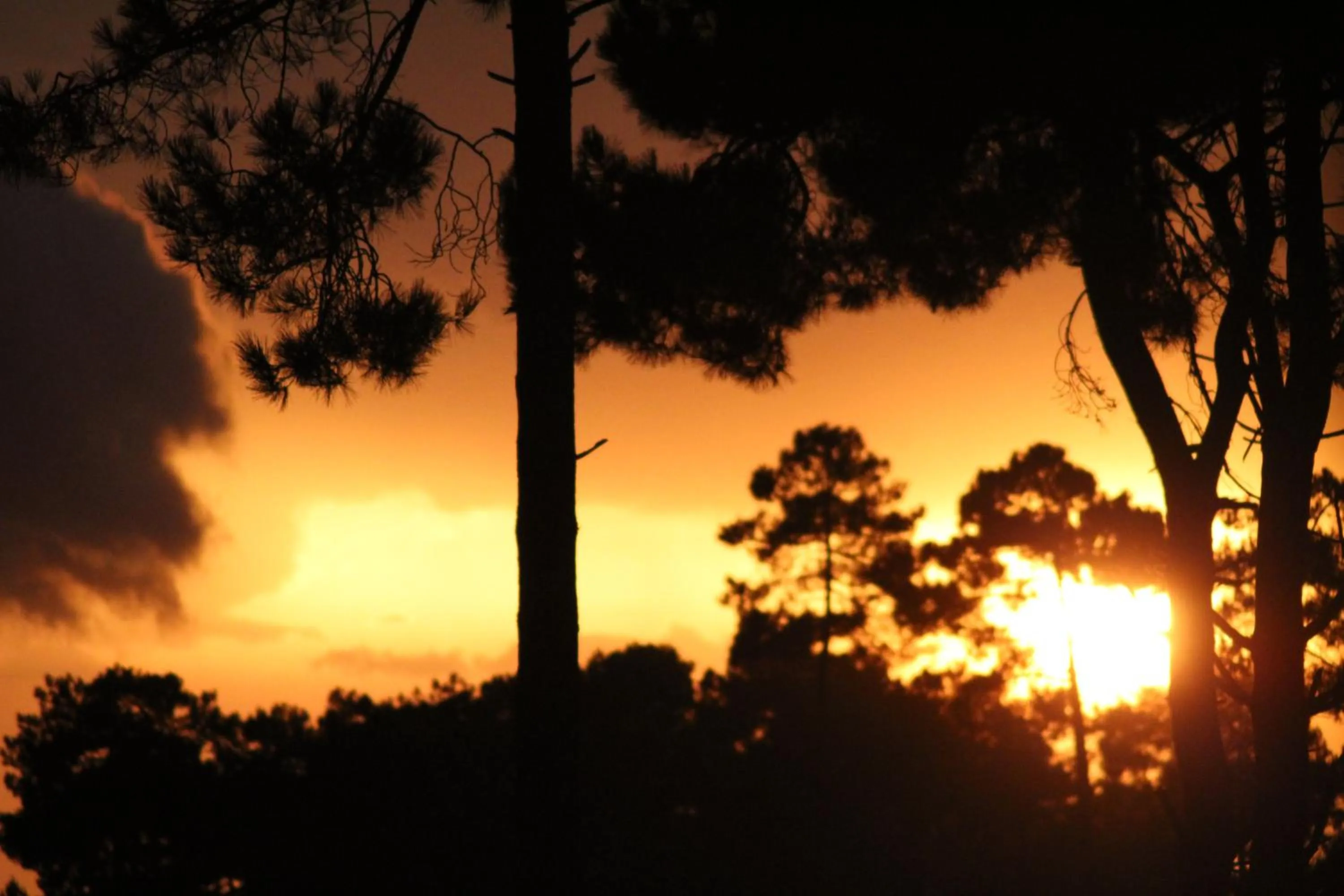 Natural landscape in Chambres d'Hôtes 1001 NUITS Montalivet