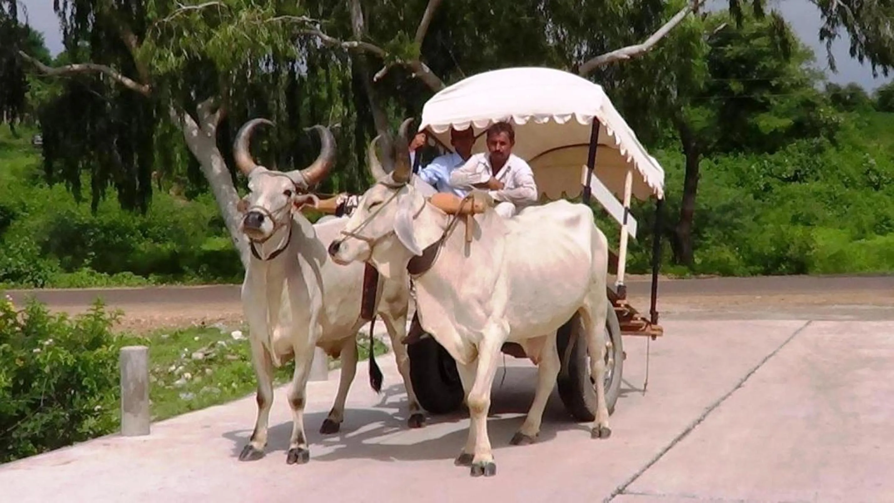 Evening entertainment in Mana Ranakpur