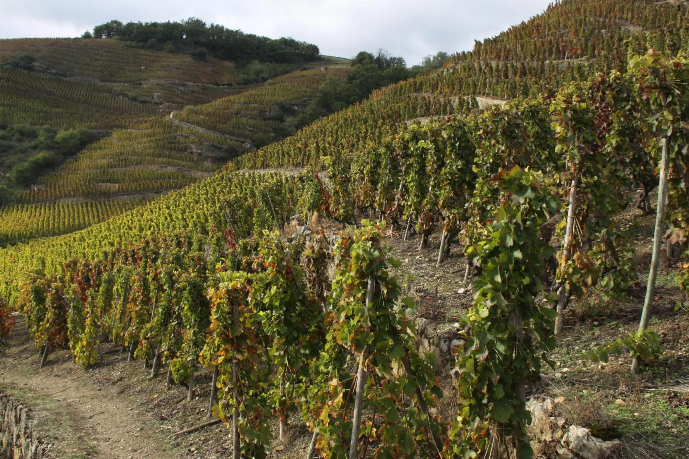 Area and facilities in Hôtel Le Domaine des Vignes Ampuis Lyon Sud Vienne